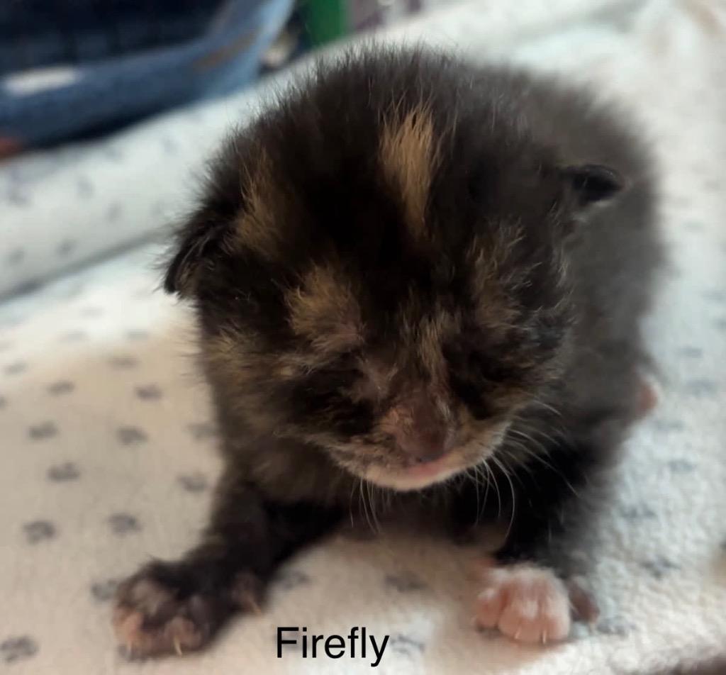 Firefly, a Adoptable Manx in Johnson City, TN image 3/6