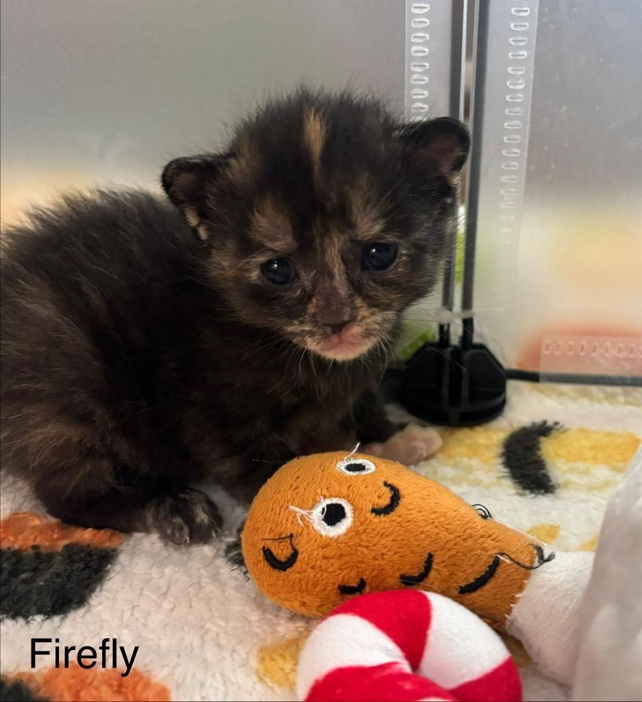 Firefly, a Adoptable Manx in Johnson City, TN image 4/6