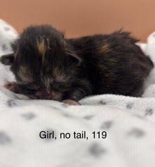 Firefly, a Adoptable Manx in Johnson City, TN image 5/6