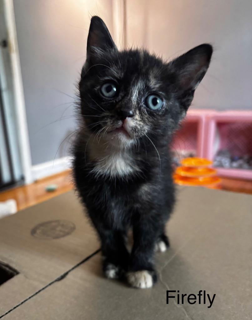 Firefly, a Adoptable Manx in Johnson City, TN image 6/6