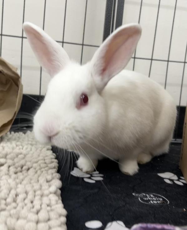 Enlarge Waffles, a Adoptable mixed breed in Millersville, MD image 1/1