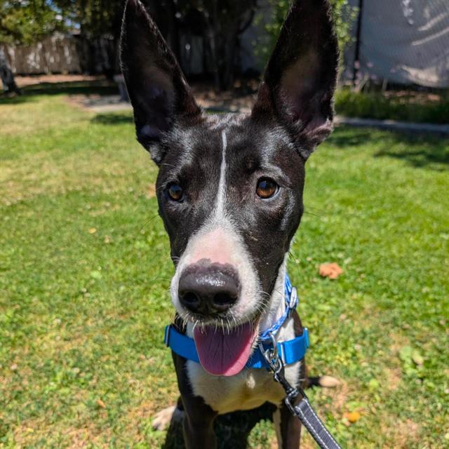 DAPHNE, Adoptable, Young Female Australian Cattle Dog / Blue Heeler & Mixed Breed.