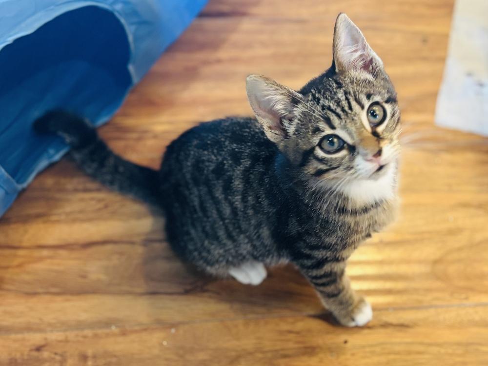 Veronica, Adoptable, Kitten Female Tabby.