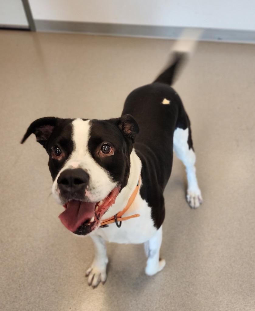Enlarge Shatter, a Adoptable Pit Bull Terrier in Superior, WI image 1/1