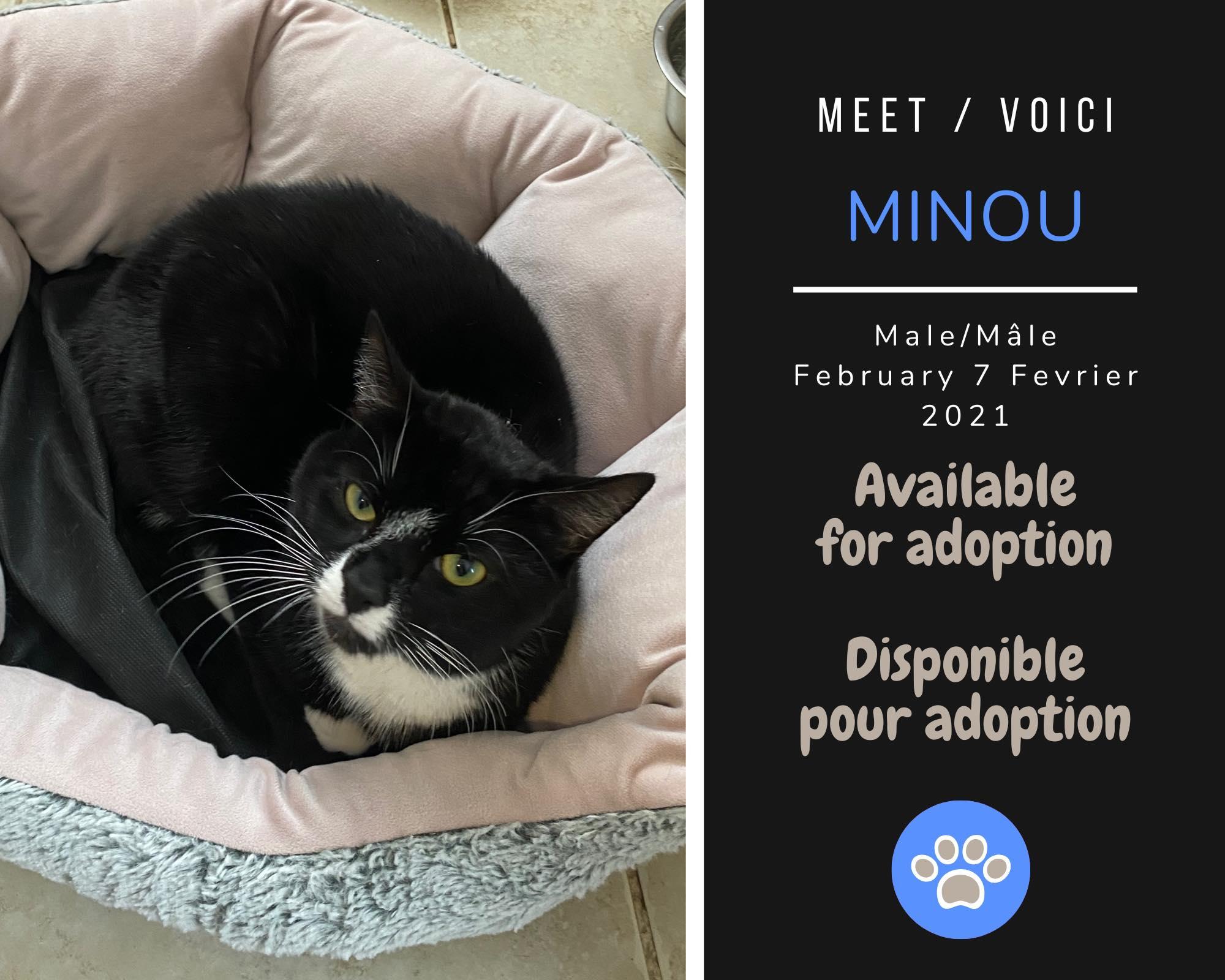 Enlarge Minou, a Adoptable Domestic Long Hair in Dsl De Drummond, NB image 1/1