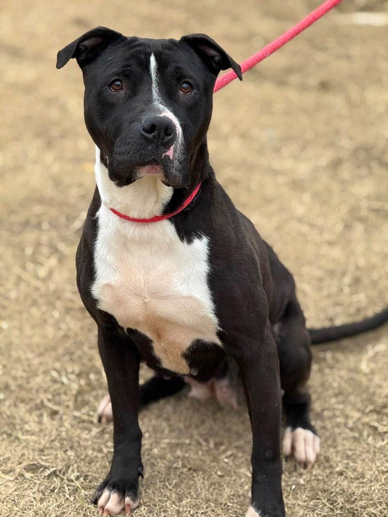 Sweet Shadow - LOCAL, Adoptable, Adult Female Pit Bull Terrier.