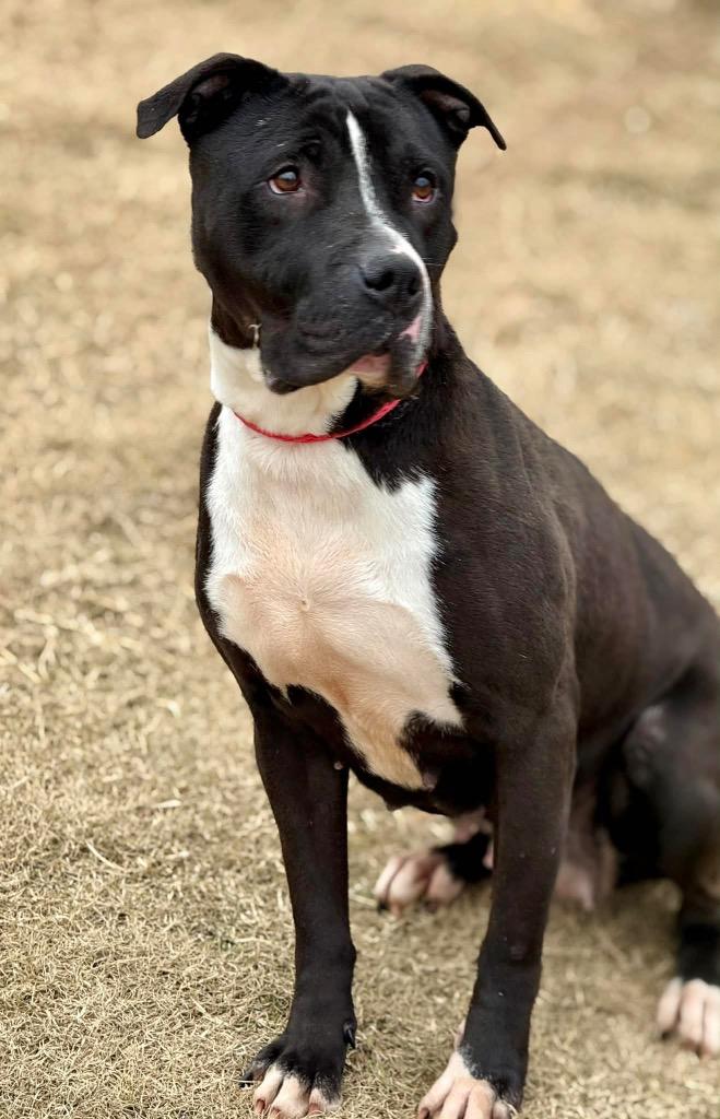 Sweet Shadow - LOCAL, Adoptable, Adult Female Pit Bull Terrier.