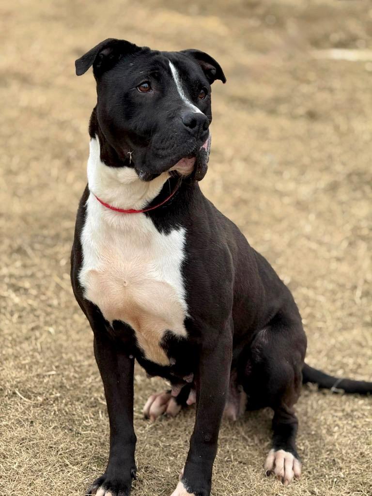 Enlarge Sweet Shadow - LOCAL, a Adoptable mixed breed in Princeton, MA image 5/5