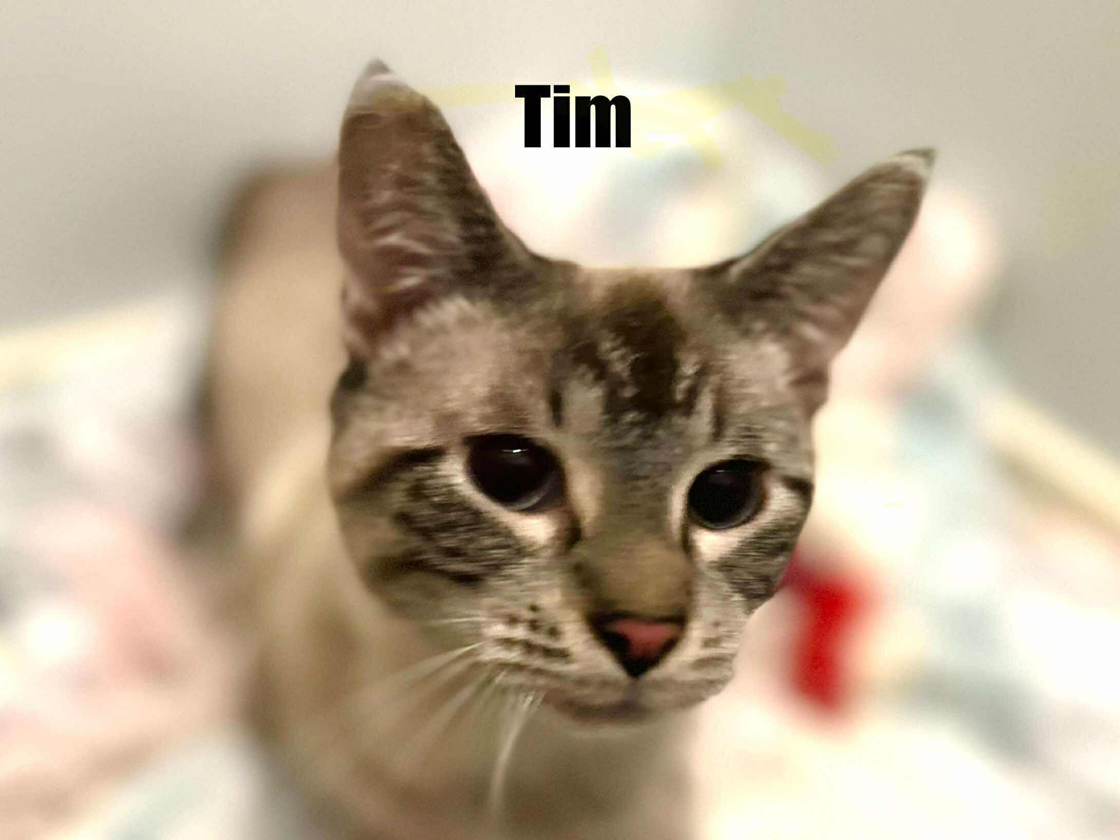 Enlarge Tim - Lynx point Siamese, a Adoptable Siamese in Muskego, WI image 3/4
