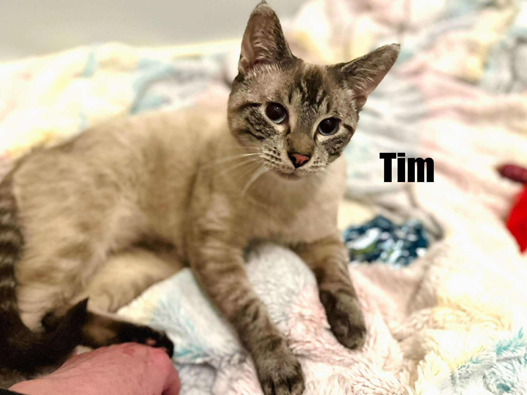 Tim - Lynx point Siamese, Adoptable, Young Male Siamese.