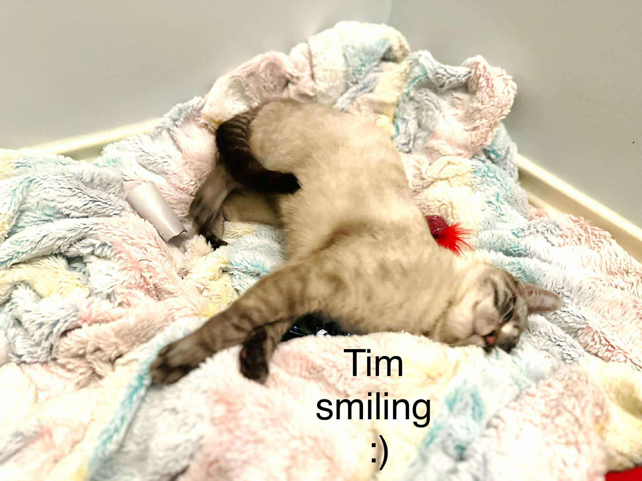 Enlarge Tim - Lynx point Siamese, a Adoptable Siamese in Muskego, WI image 2/4