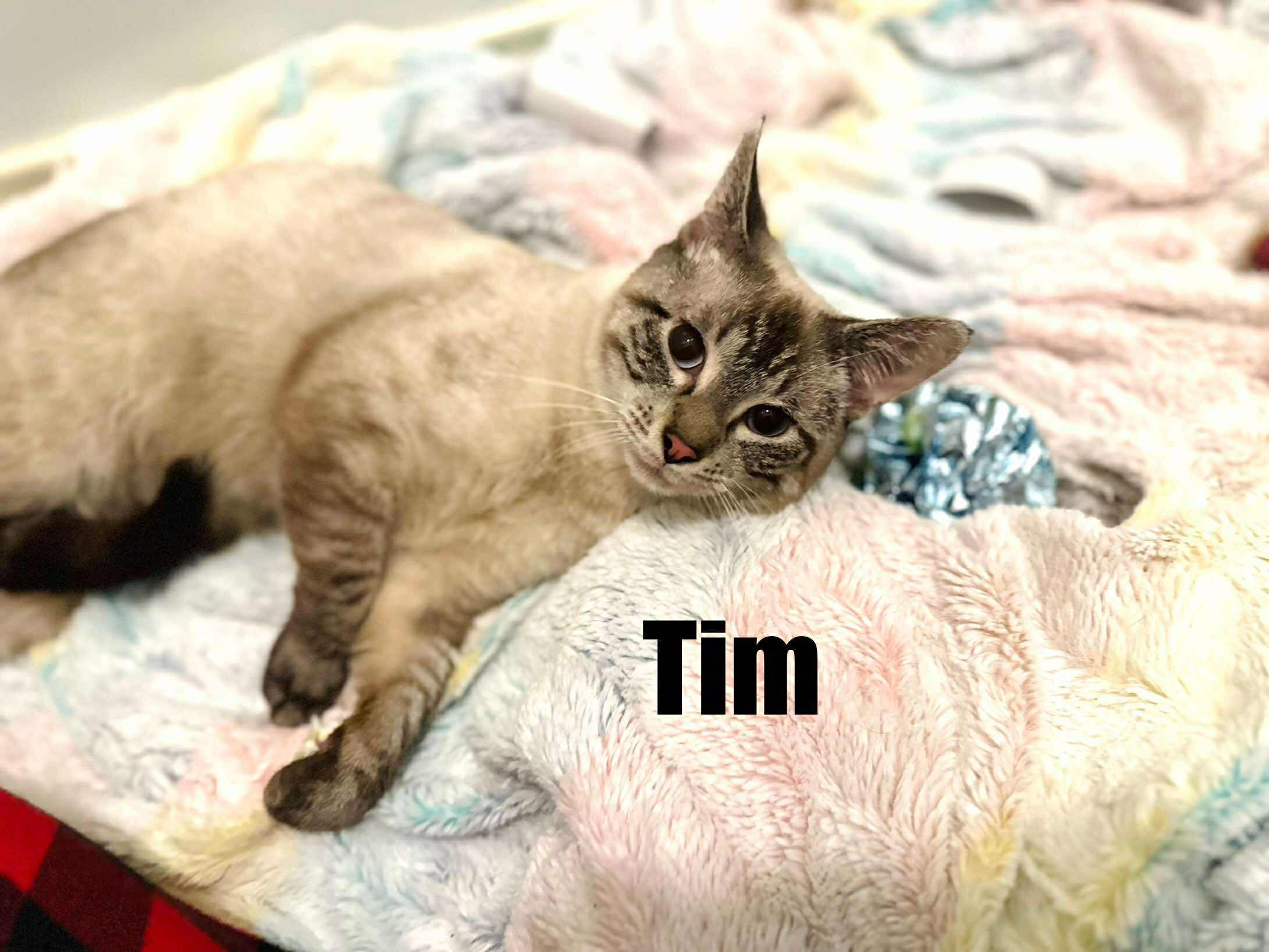 Enlarge Tim - Lynx point Siamese, a Adoptable Siamese in Muskego, WI image 4/4