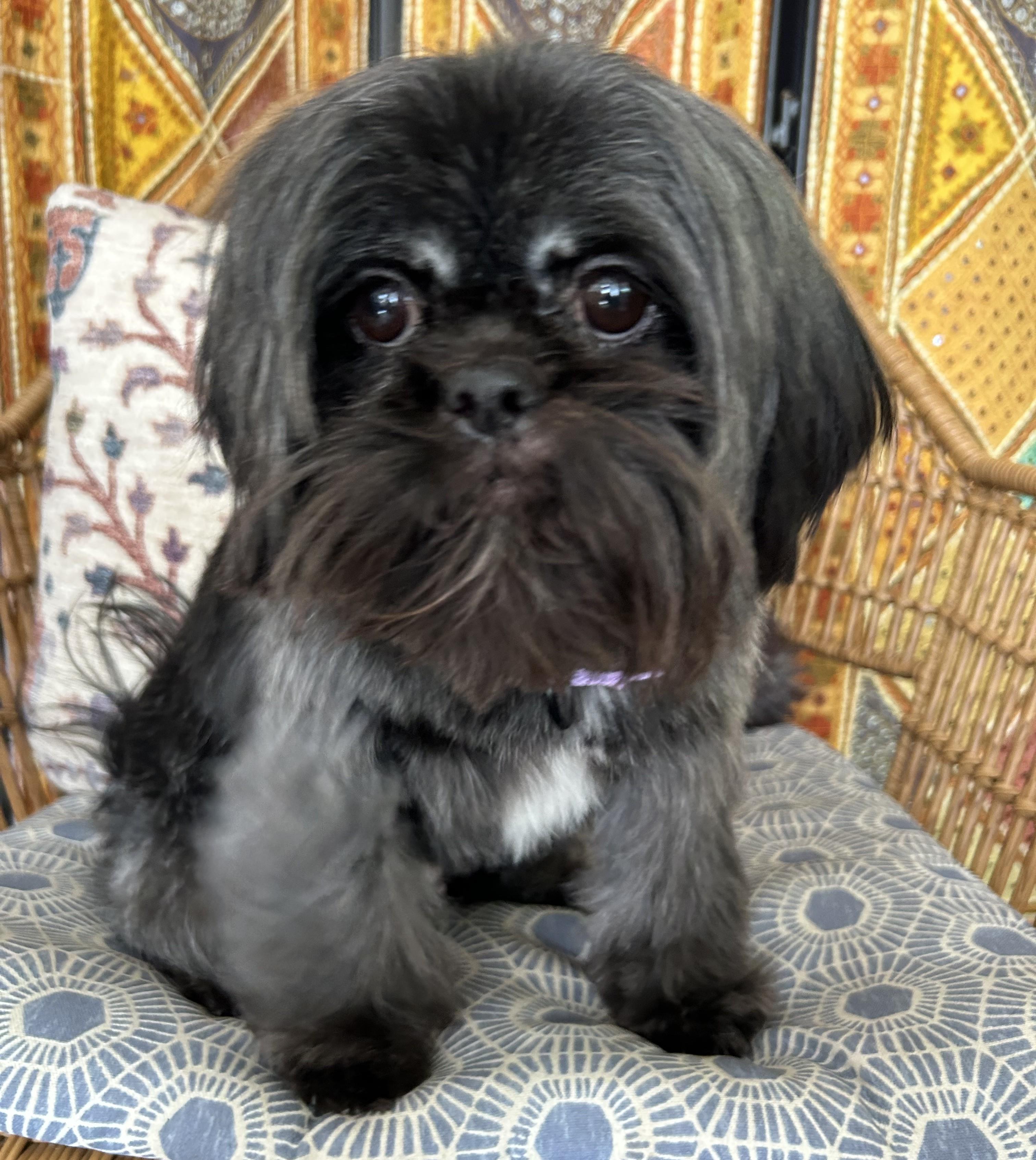 Kiara, Adopted, Adult Female Shih Tzu & Chihuahua.