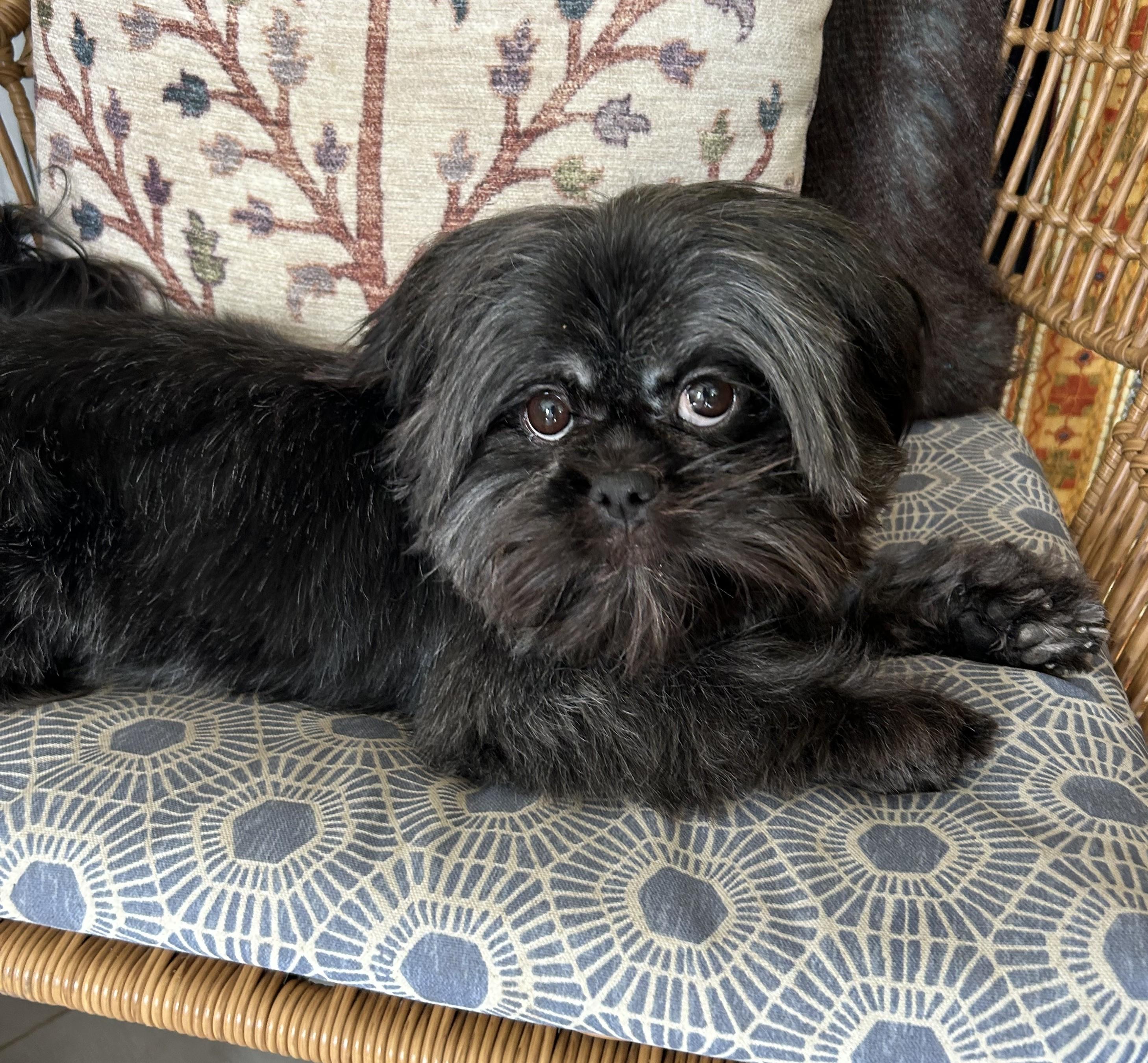 Enlarge Kiara, a Adopted mixed breed in Closter, NJ image 2/2