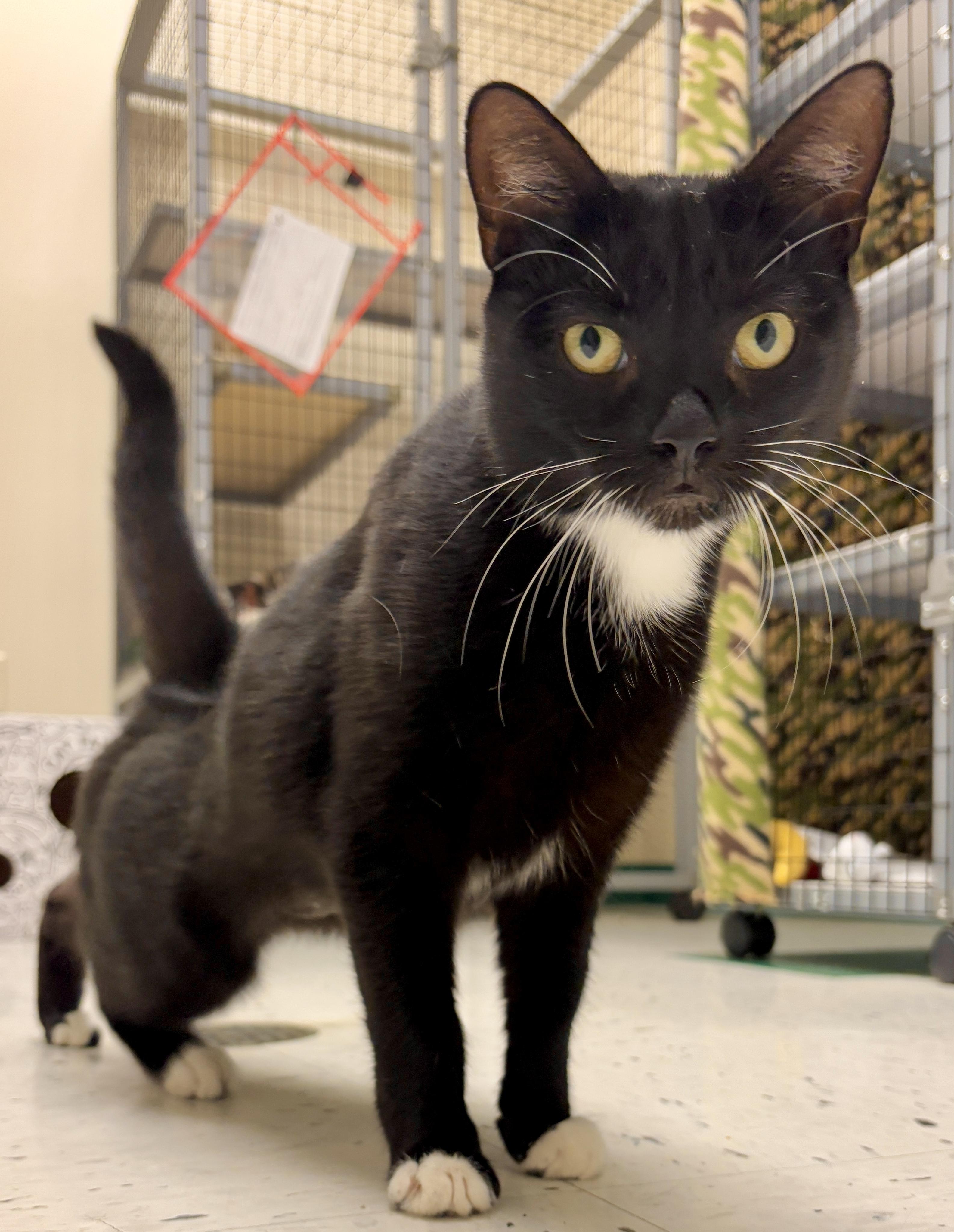 Mayday, a Adoptable Domestic Short Hair in Providence, RI image 2/5