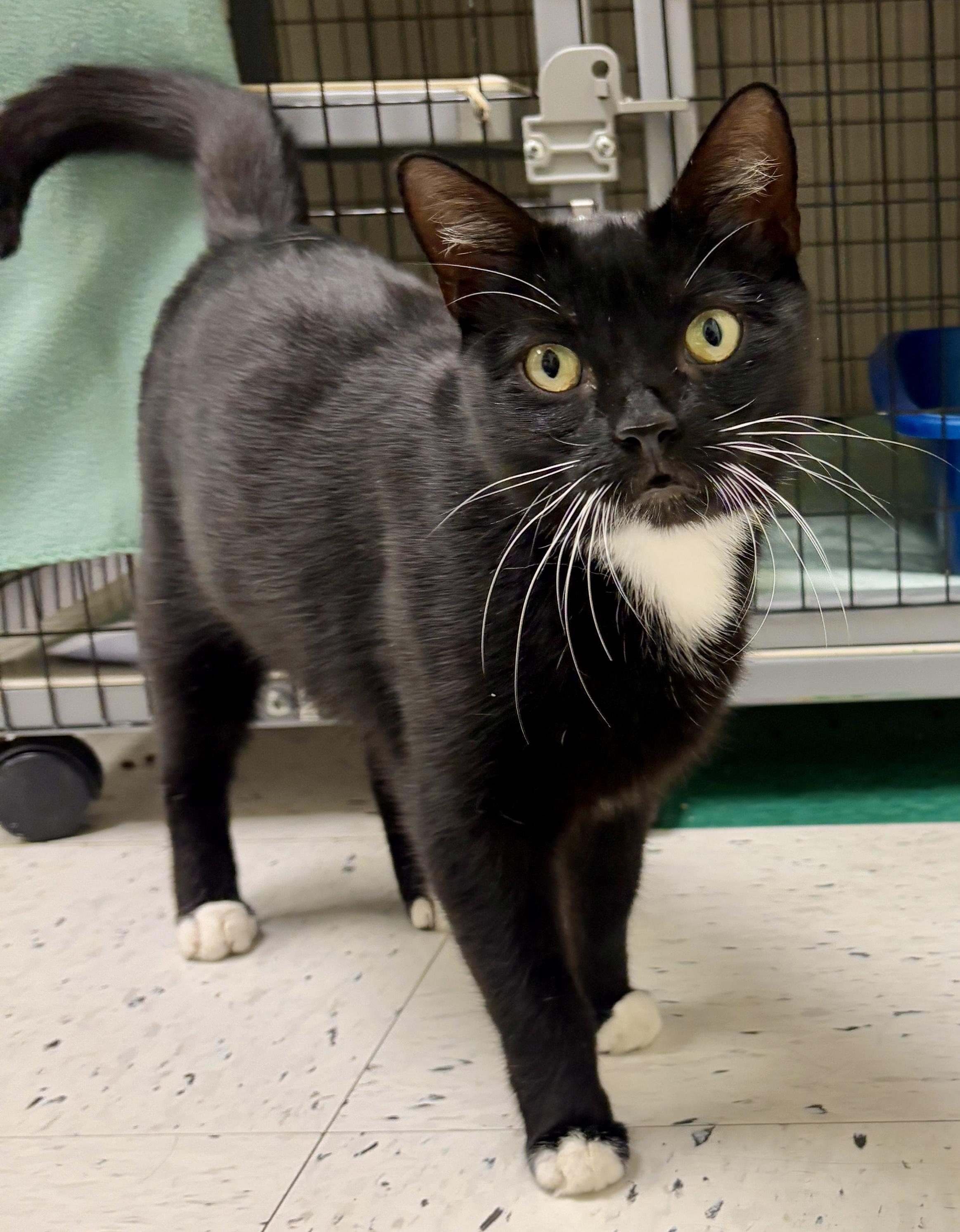 Mayday, a Adoptable Domestic Short Hair in Providence, RI image 3/5