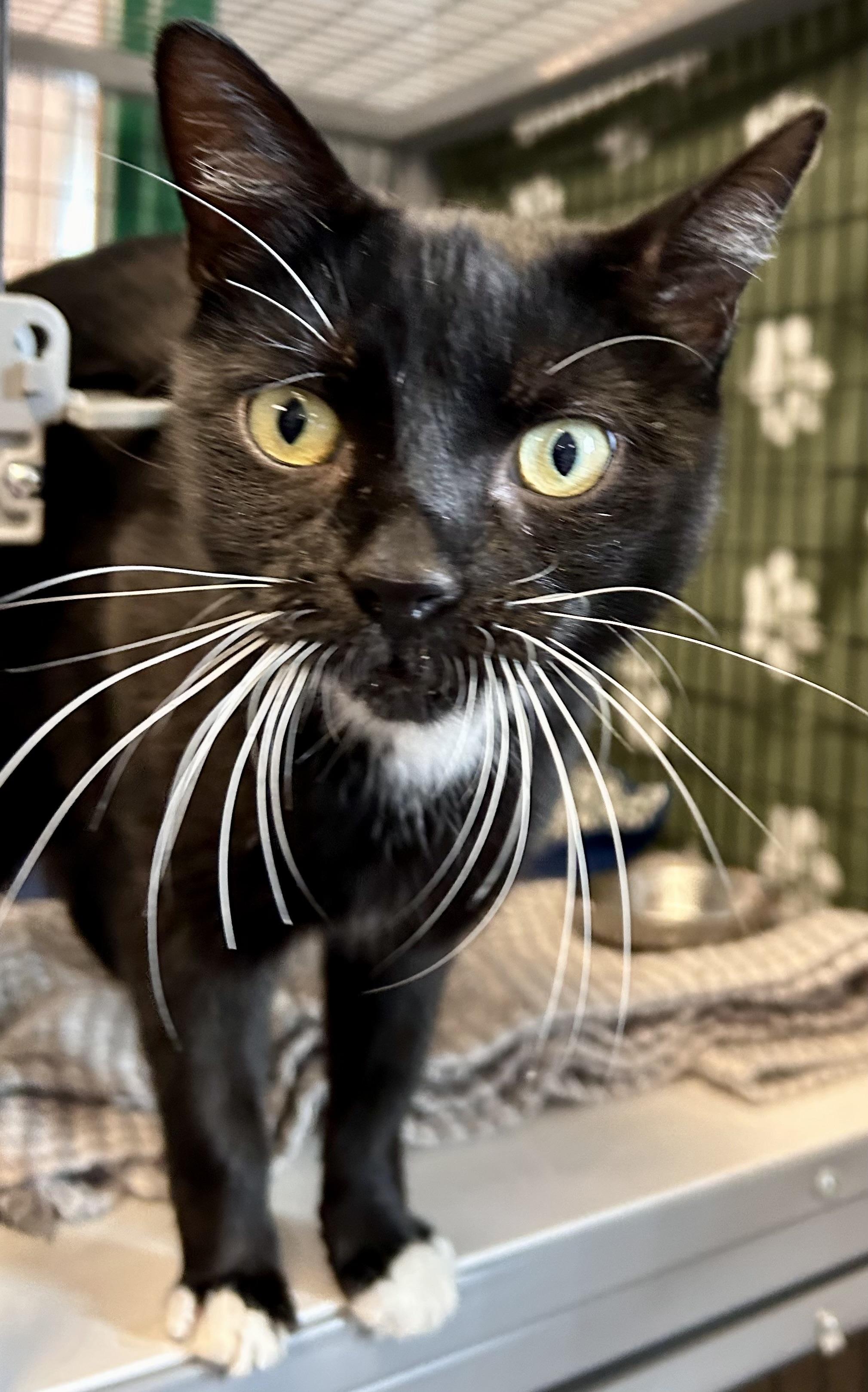 Mayday, a Adoptable Domestic Short Hair in Providence, RI image 4/5