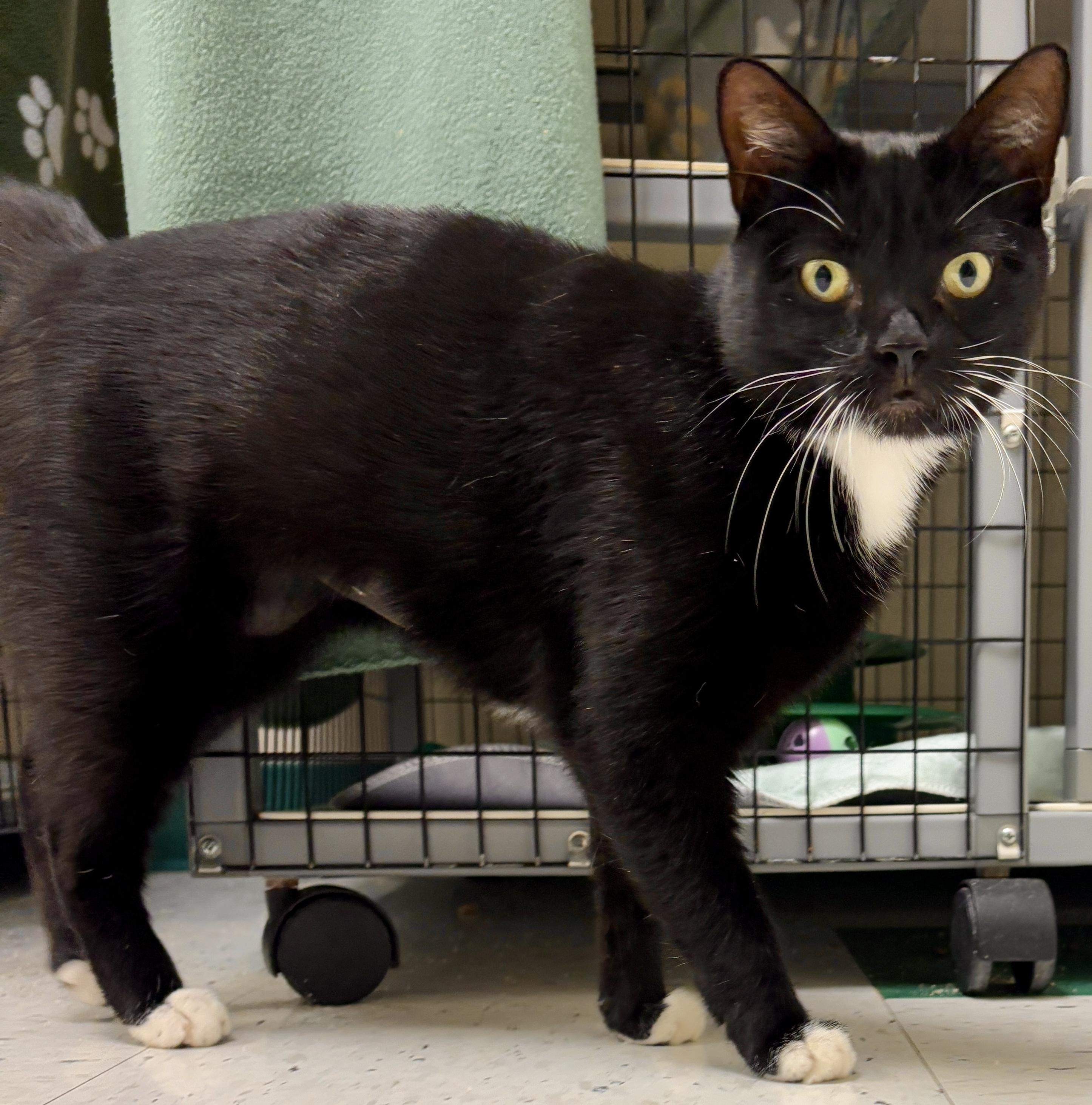 Mayday, a Adoptable Domestic Short Hair in Providence, RI image 5/5