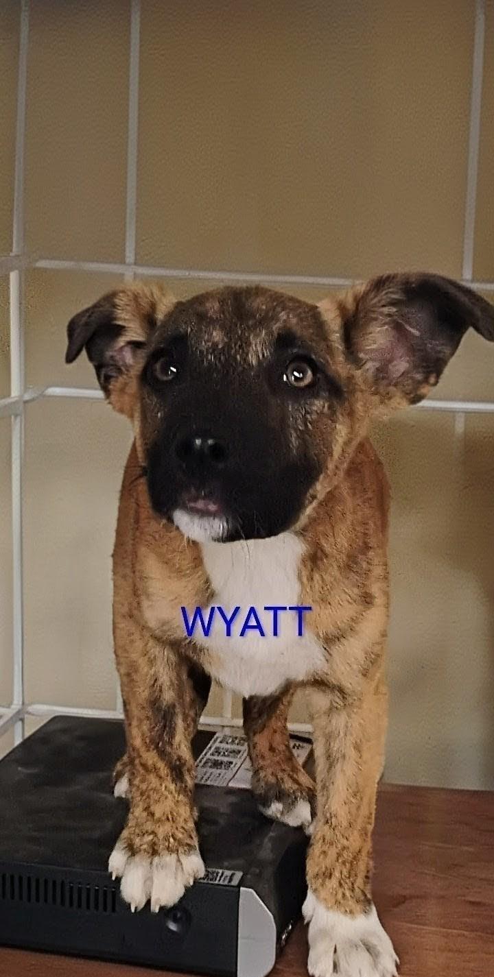 WYATT, a ADOPTABLE mixed breed in Saint Jo, TX image 2/2