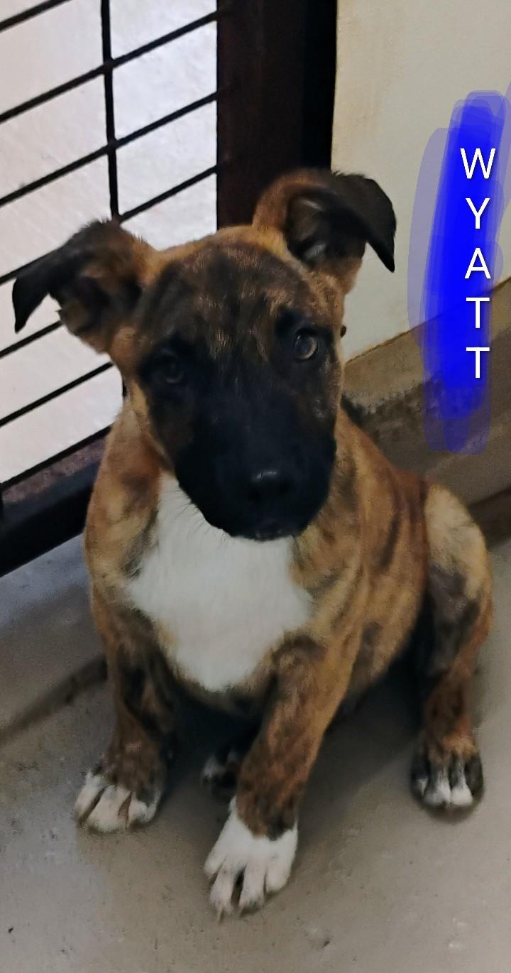 WYATT, a ADOPTABLE mixed breed in Saint Jo, TX image 1/2