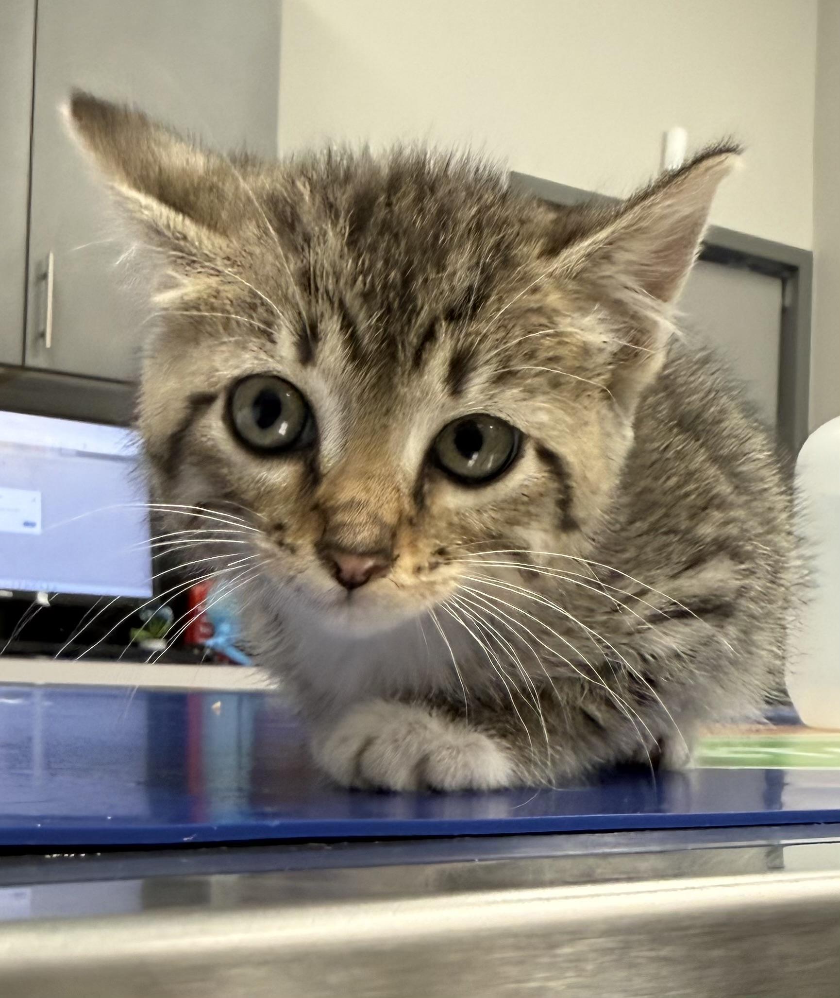 Sara, Adoptable, Kitten Female Domestic Short Hair.