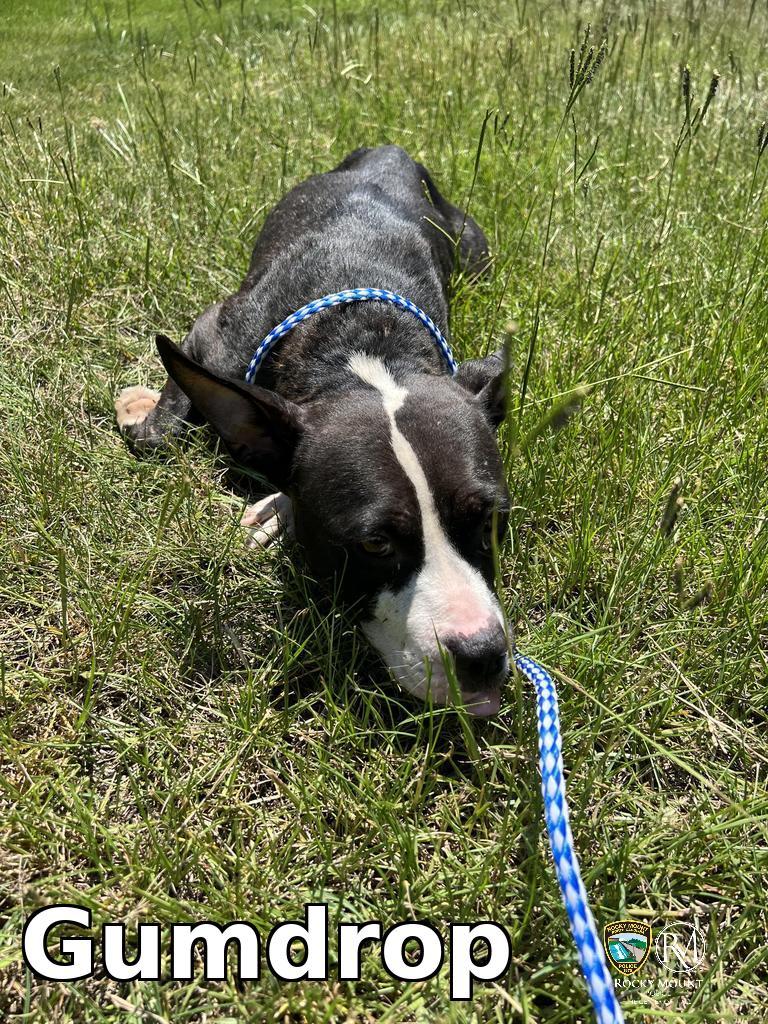 Gumdrop, a Adoptable Pit Bull Terrier in Rocky Mount, NC image 1/2
