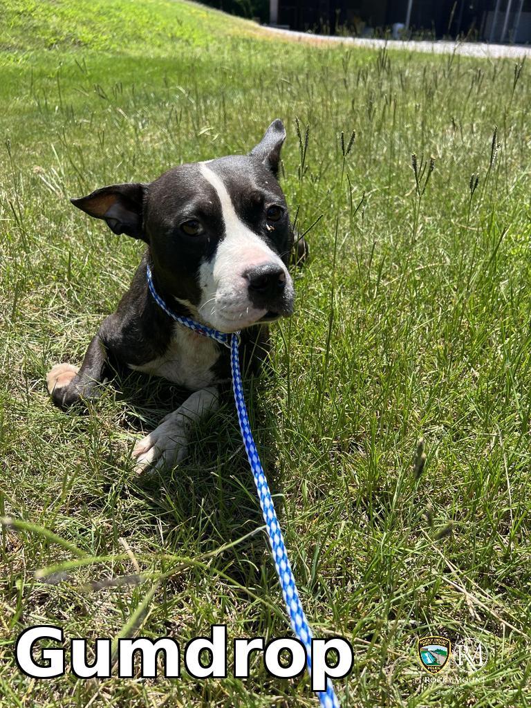 Gumdrop, a Adoptable Pit Bull Terrier in Rocky Mount, NC image 2/2
