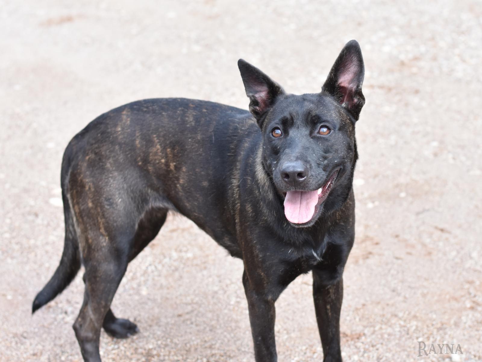 Rayna, adopted, Young Female Dutch Shepherd & Mixed Breed.