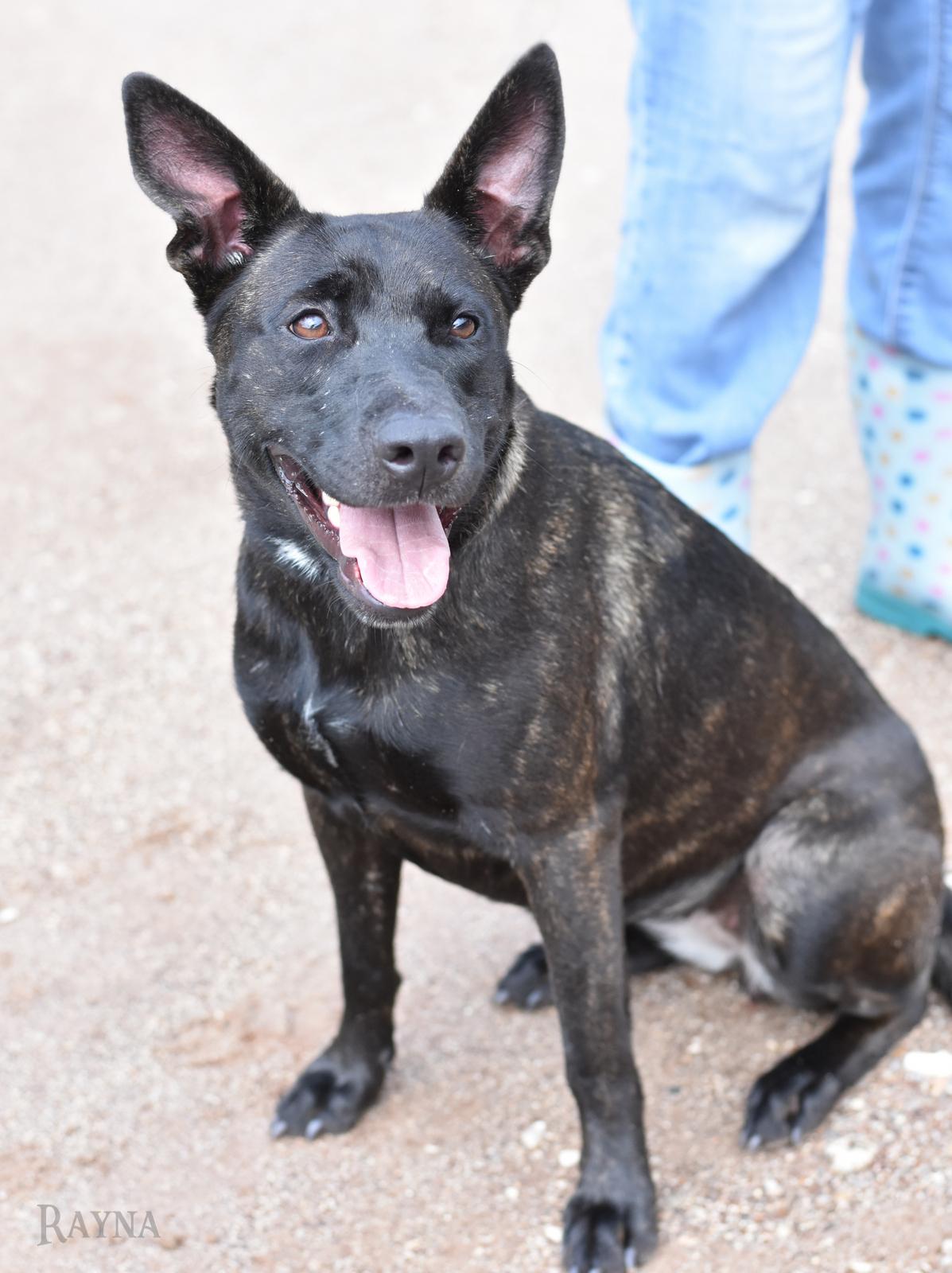Enlarge Rayna, an adopted mixed breed in Charlottesville, VA image 2/6