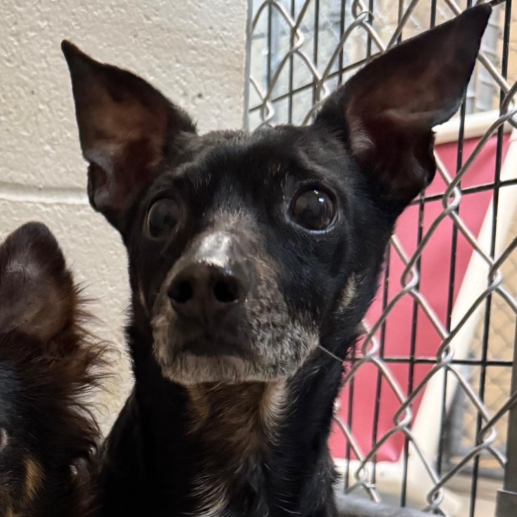 Blackie, Adoptable, Senior Male Chihuahua & Terrier.