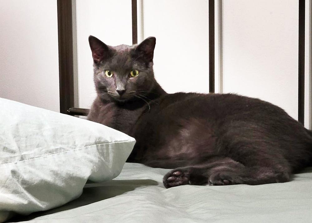 Bradford, Adult Male Domestic Short Hair