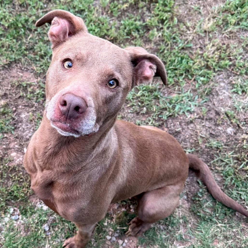 Sissy, Adoptable, Adult Female American Staffordshire Terrier.