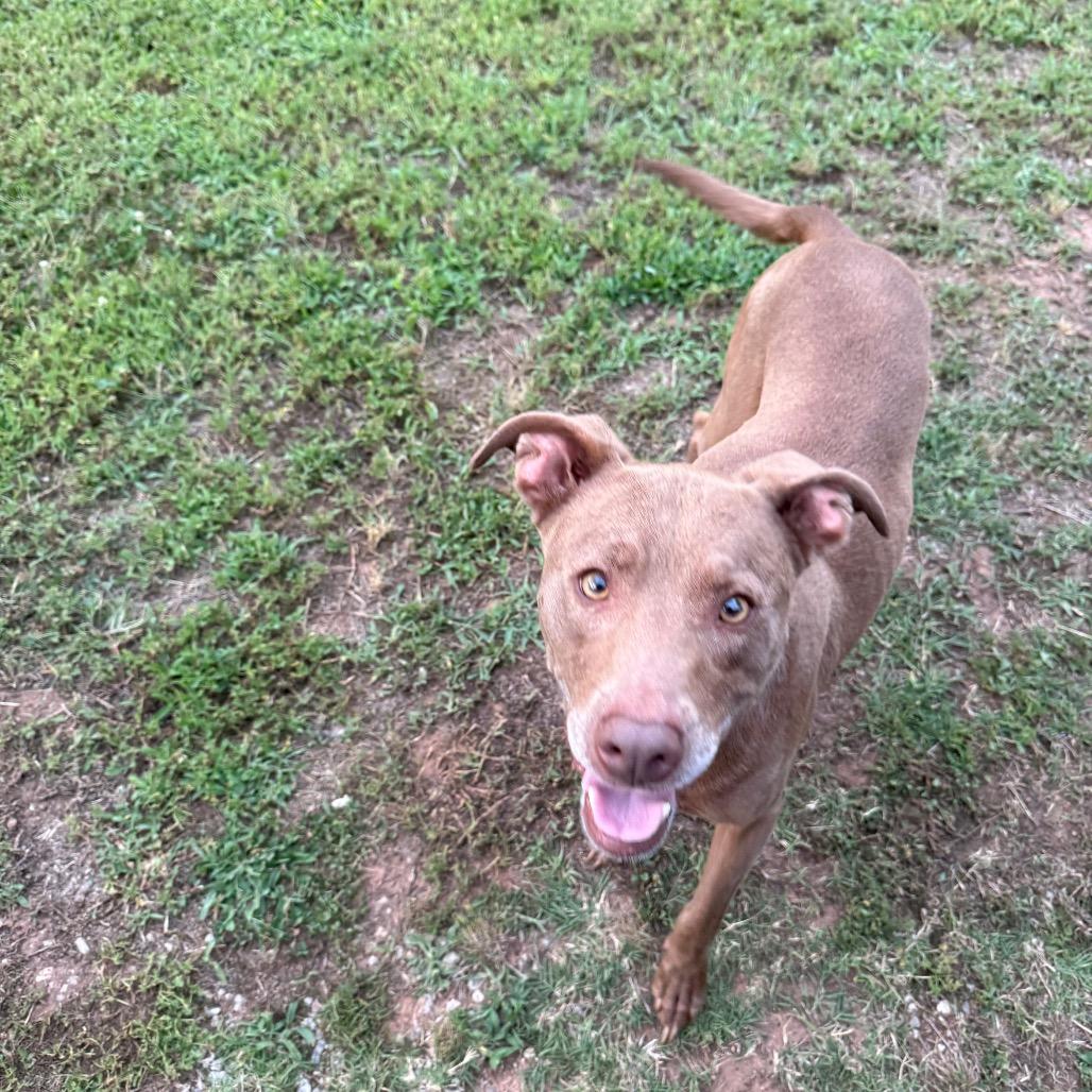 Enlarge Sissy, a Adoptable American Staffordshire Terrier in Asher, OK image 2/2