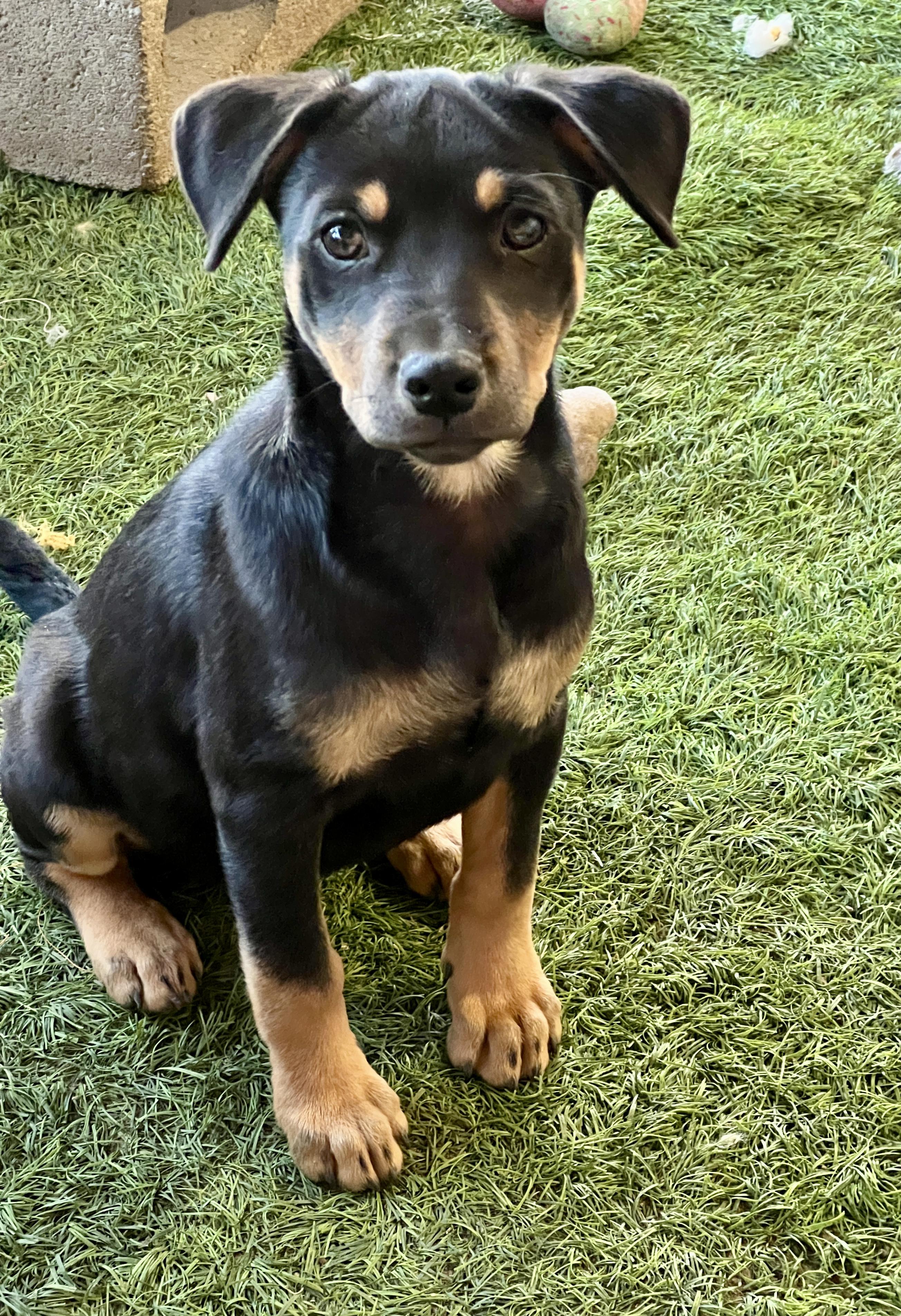 Enlarge Lisa, a Adoptable mixed breed in Roseville , CA image 4/5