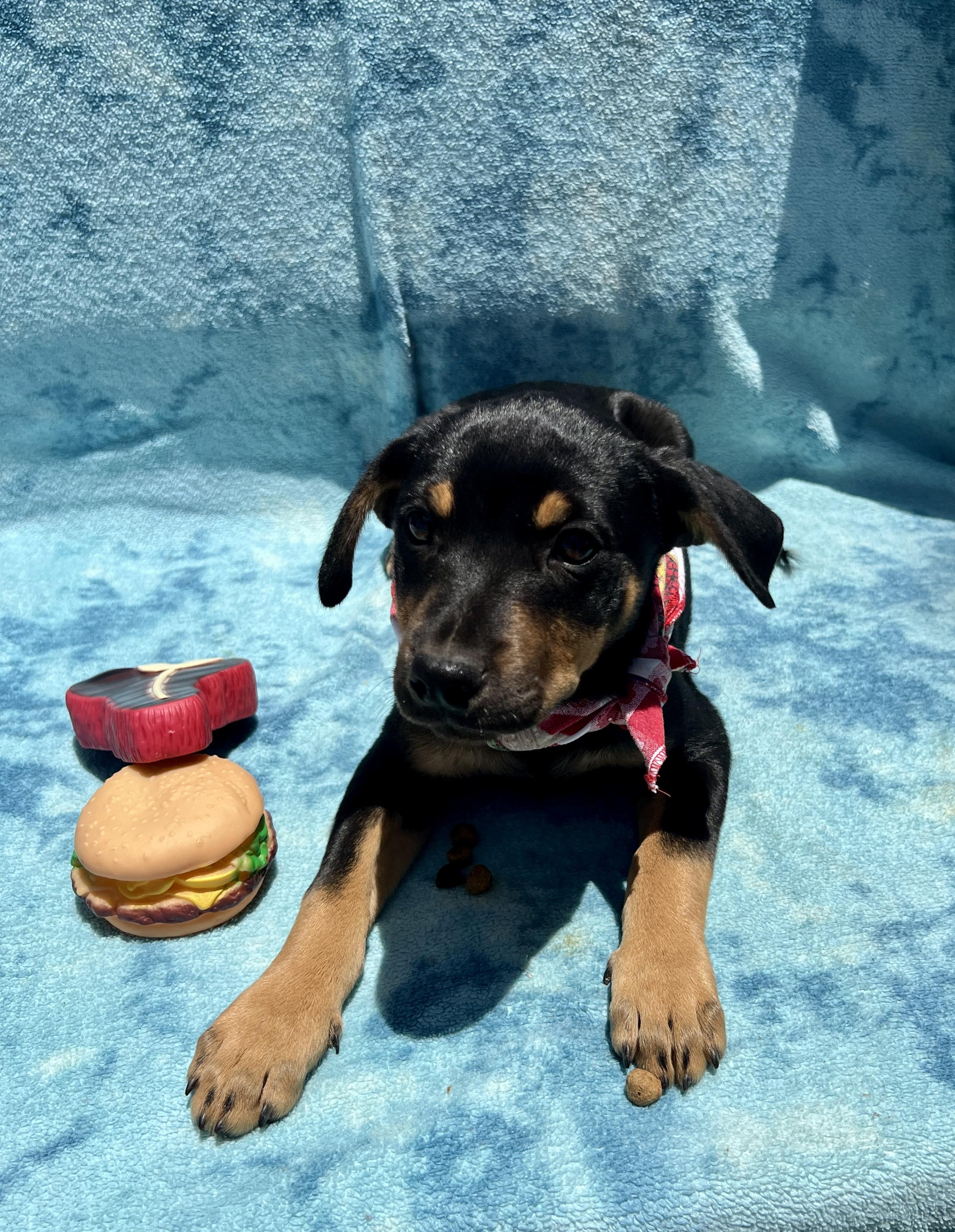Enlarge Lisa, a Adoptable mixed breed in Roseville , CA image 2/5