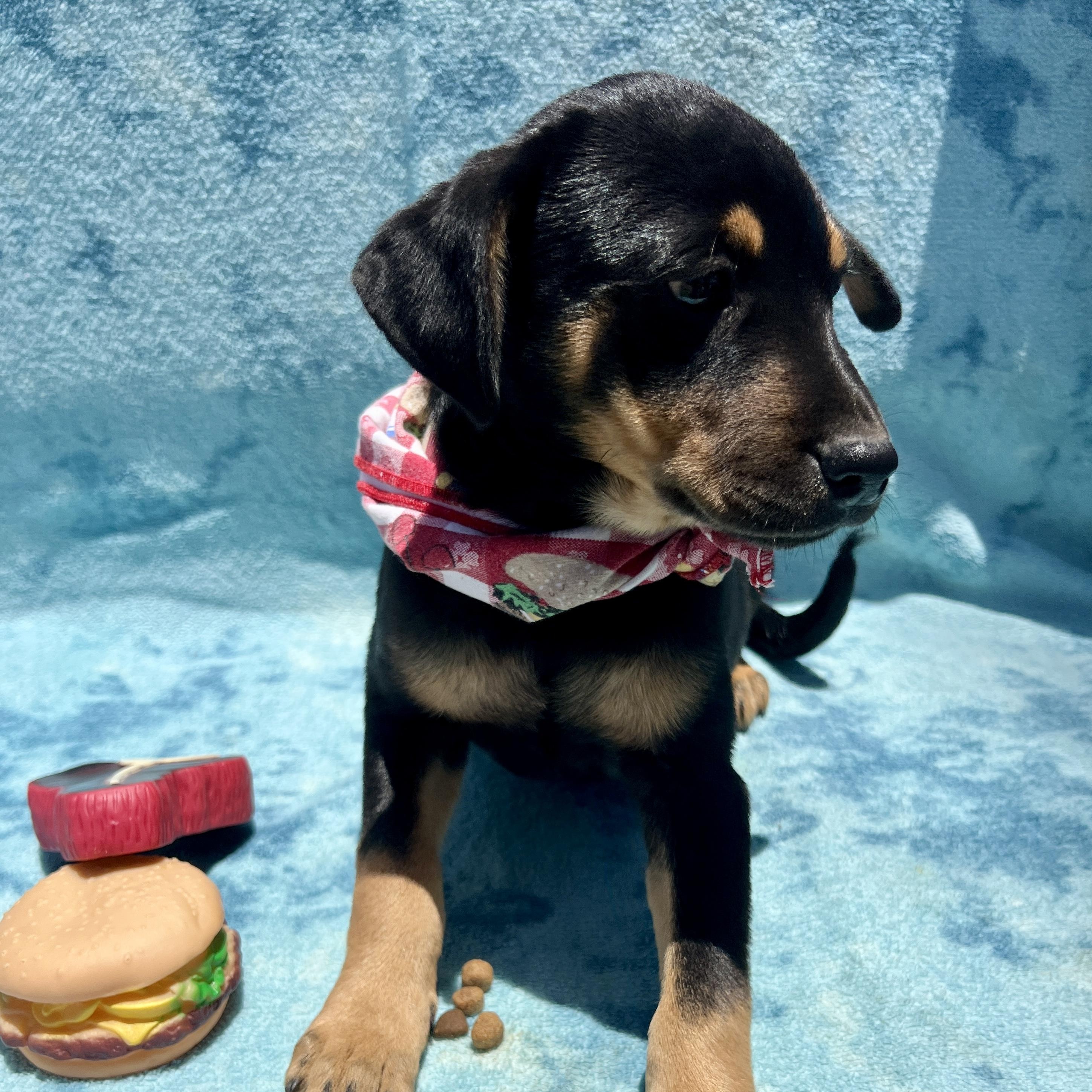 Enlarge Lisa, a Adoptable mixed breed in Roseville , CA image 1/5