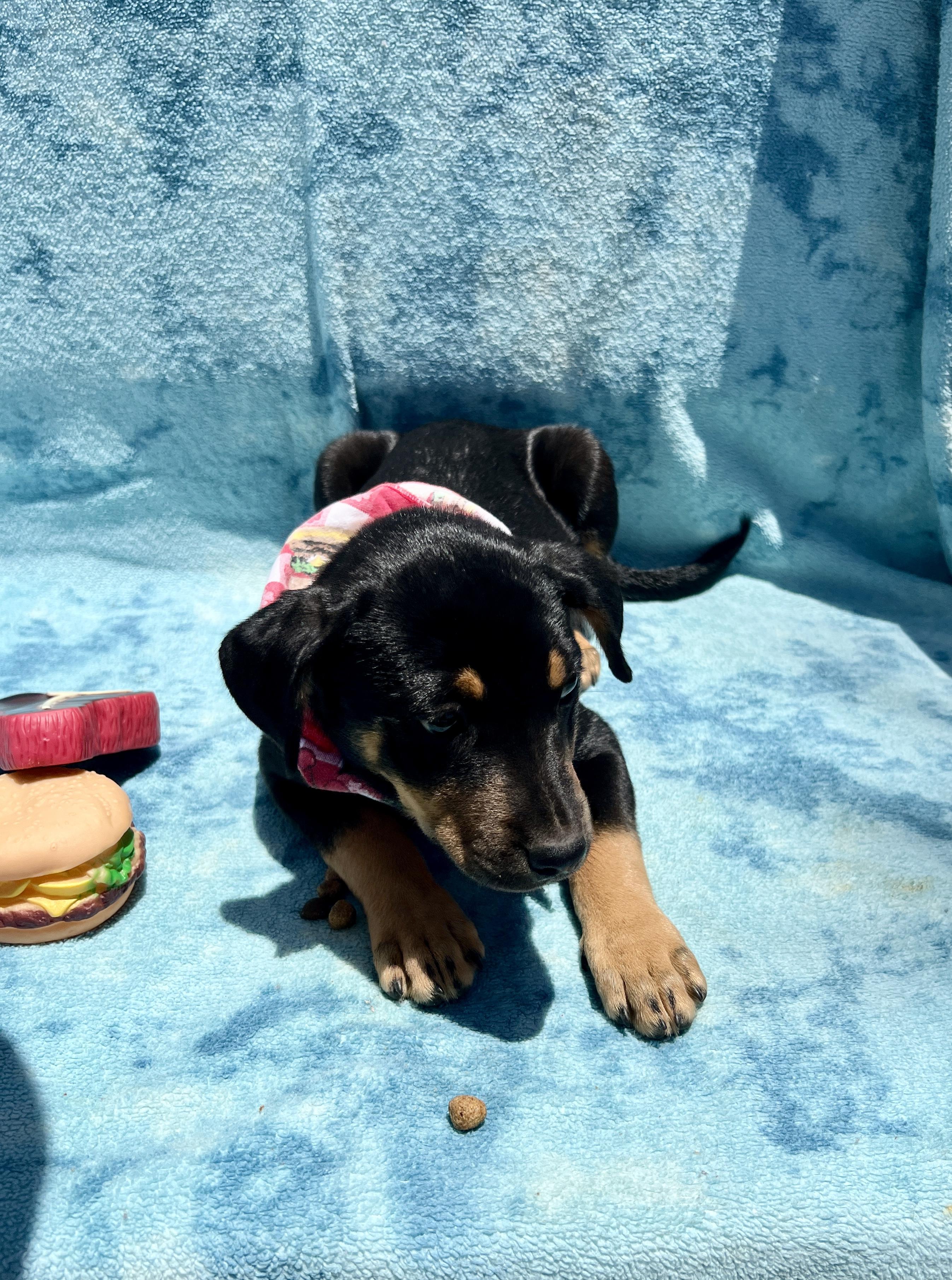 Enlarge Lisa, a Adoptable mixed breed in Roseville , CA image 3/5