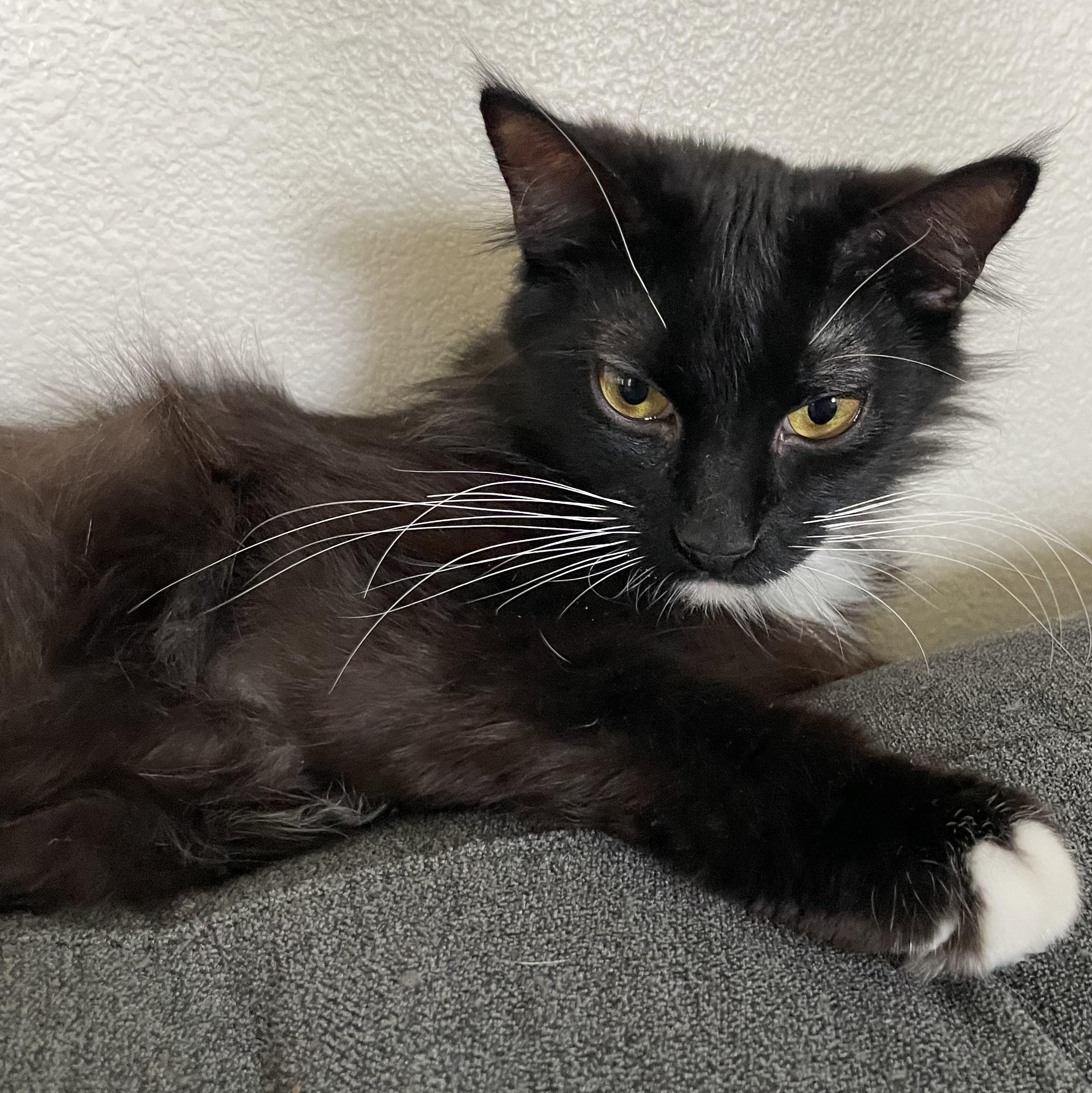 Tuxie photo 4