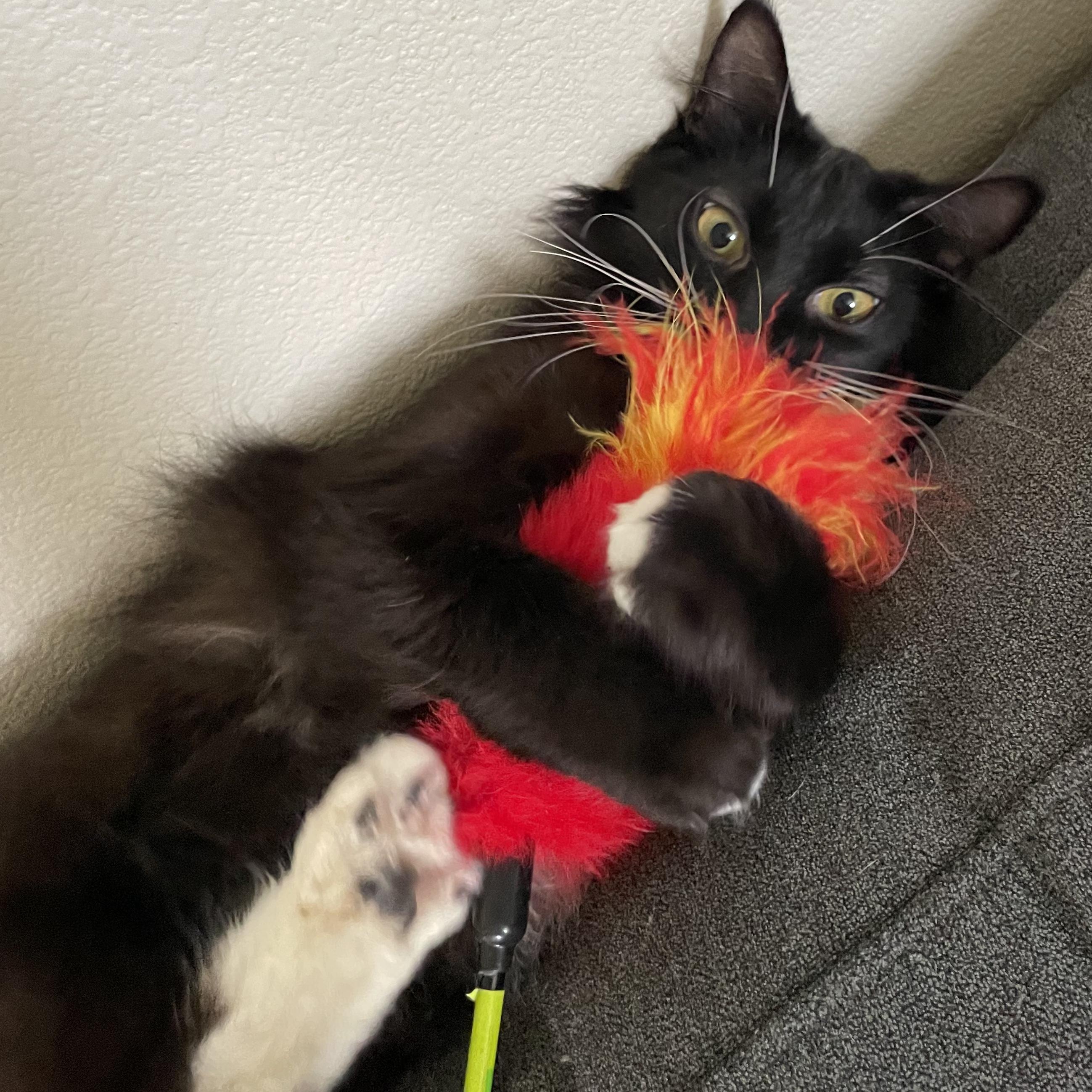 Tuxie photo 3