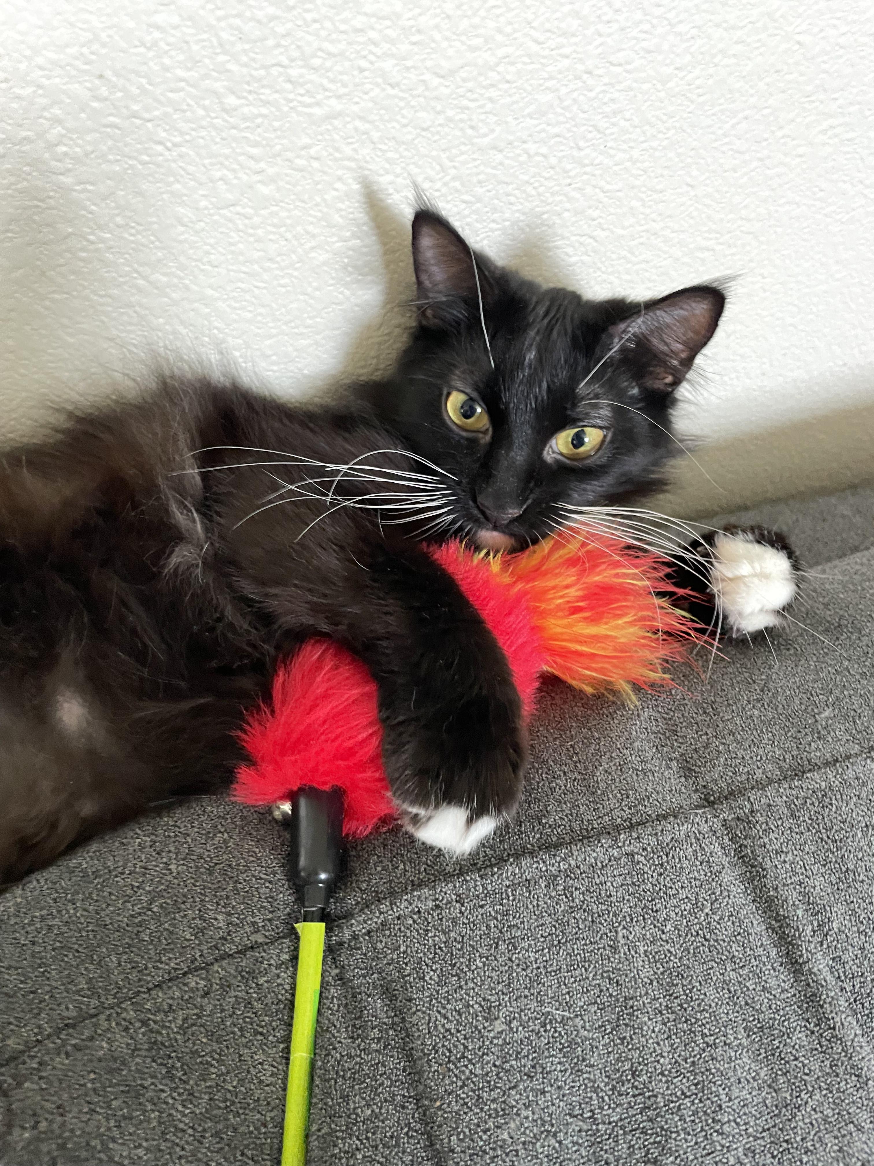 Tuxie photo 6