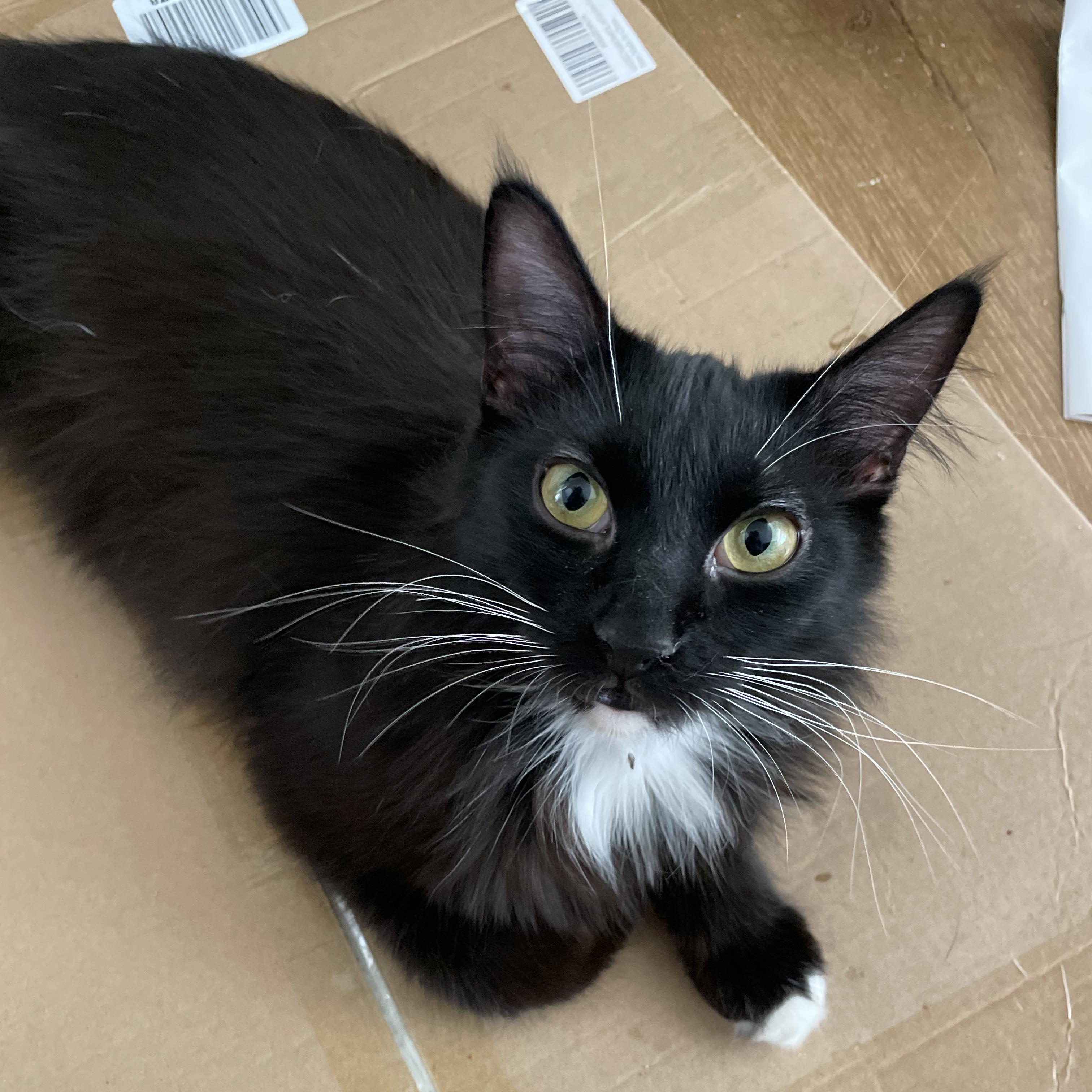 Tuxie, Adult Male Domestic Short Hair
