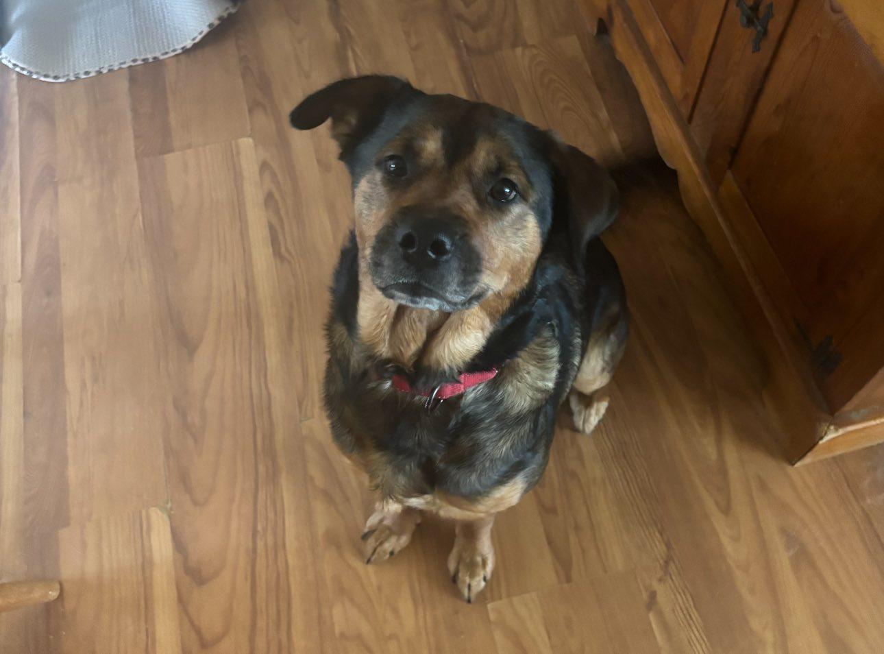 Mariska, adopted, Adult Female Shepherd.