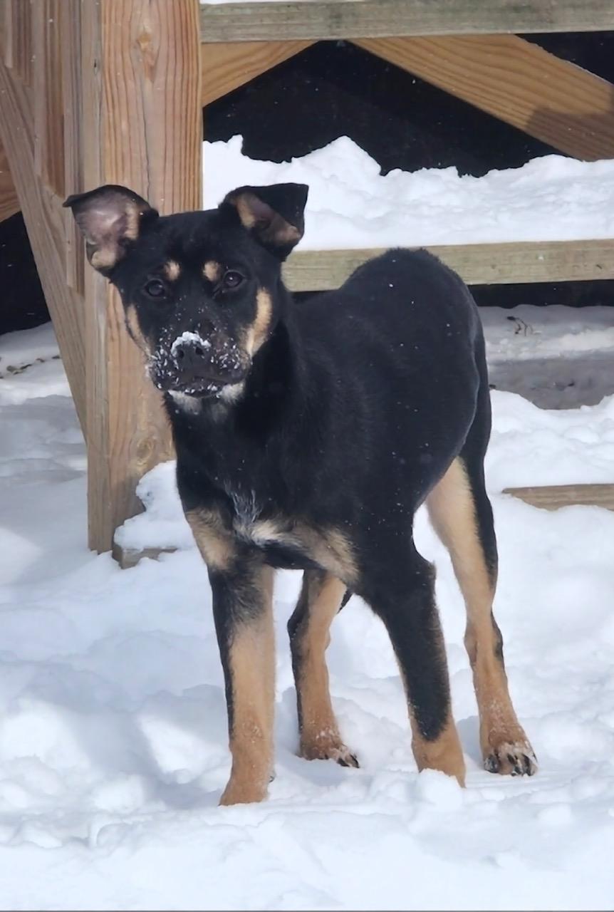 Enlarge Blue - Courtesy Post, an adopted mixed breed in Solon, OH image 2/2