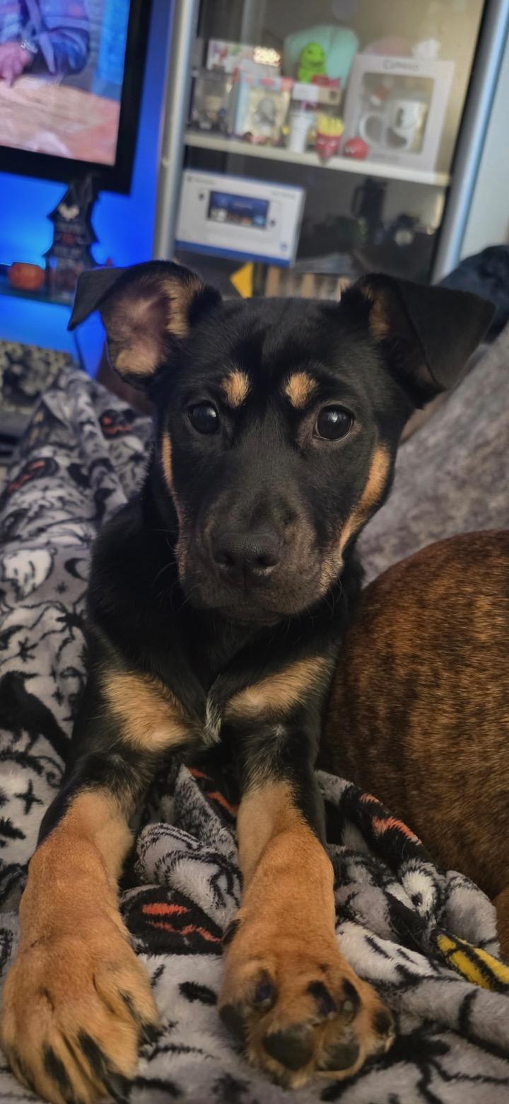 Blue - Courtesy Post, ADOPTABLE, Puppy Female Pomsky & Boxer.