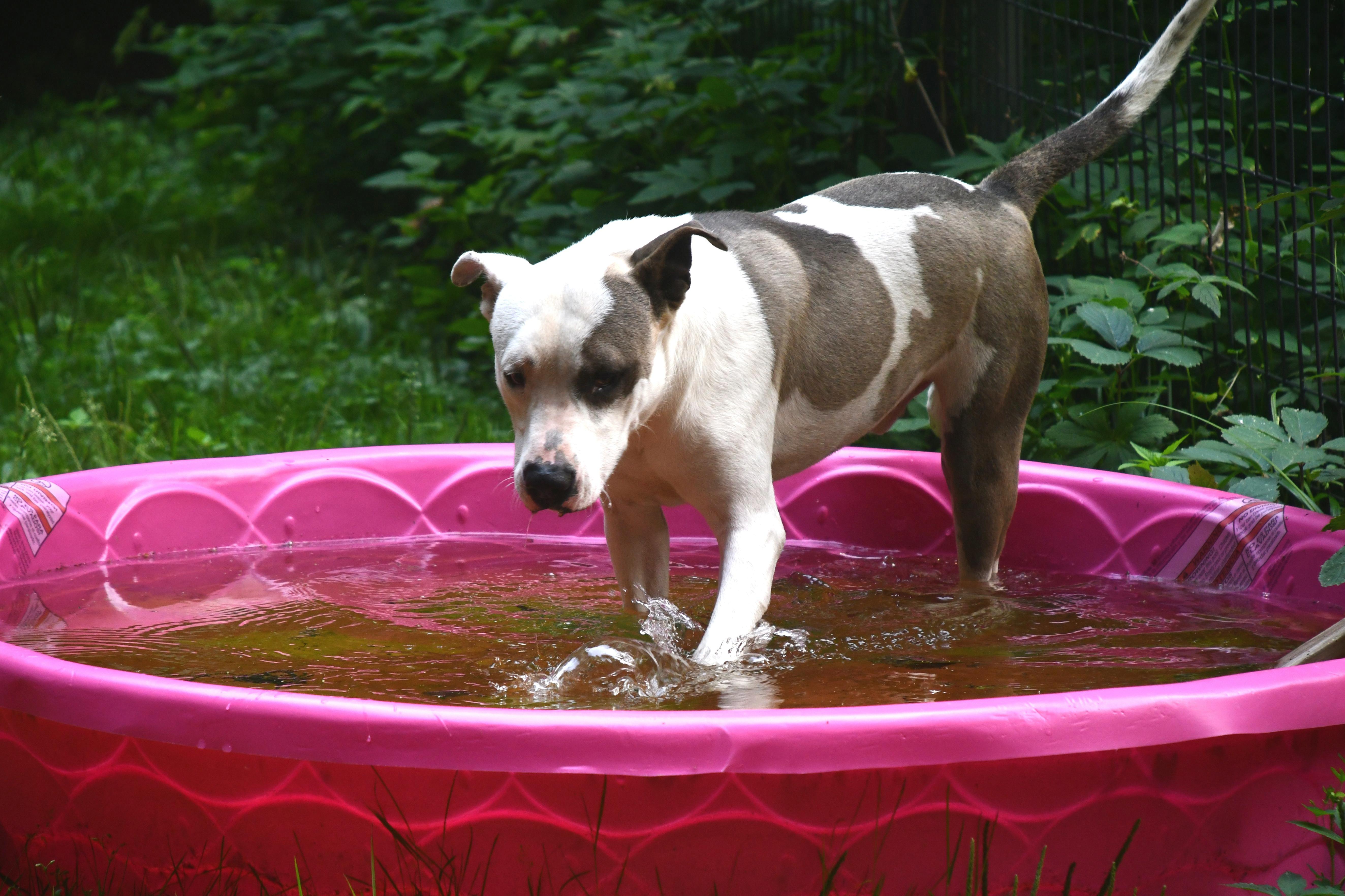 Enlarge Rico, a Adopted mixed breed in Columbus, WI image 1/6