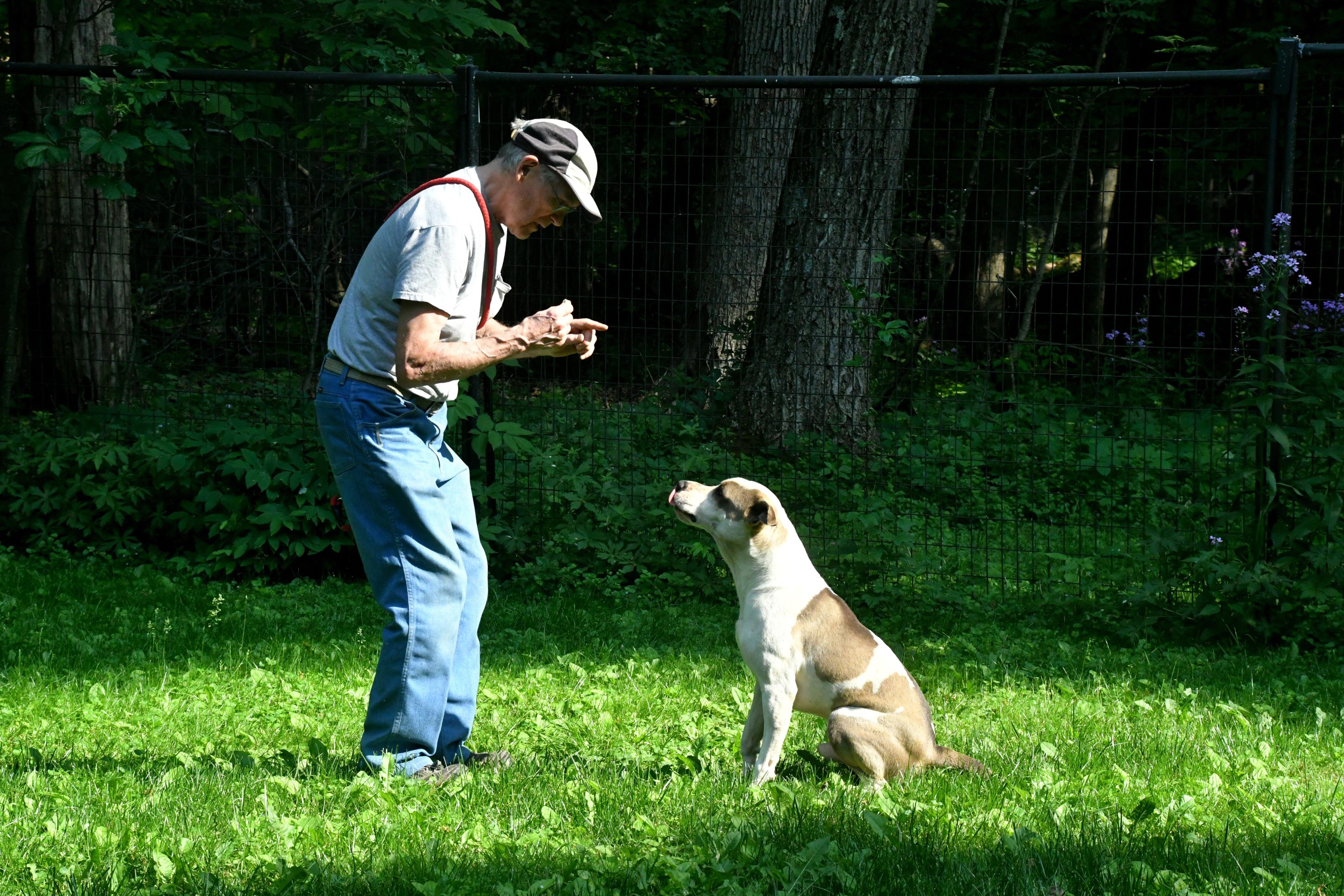 Enlarge Rico, a Adopted mixed breed in Columbus, WI image 2/6