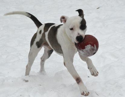 Enlarge Rico, a Adopted mixed breed in Columbus, WI image 3/6