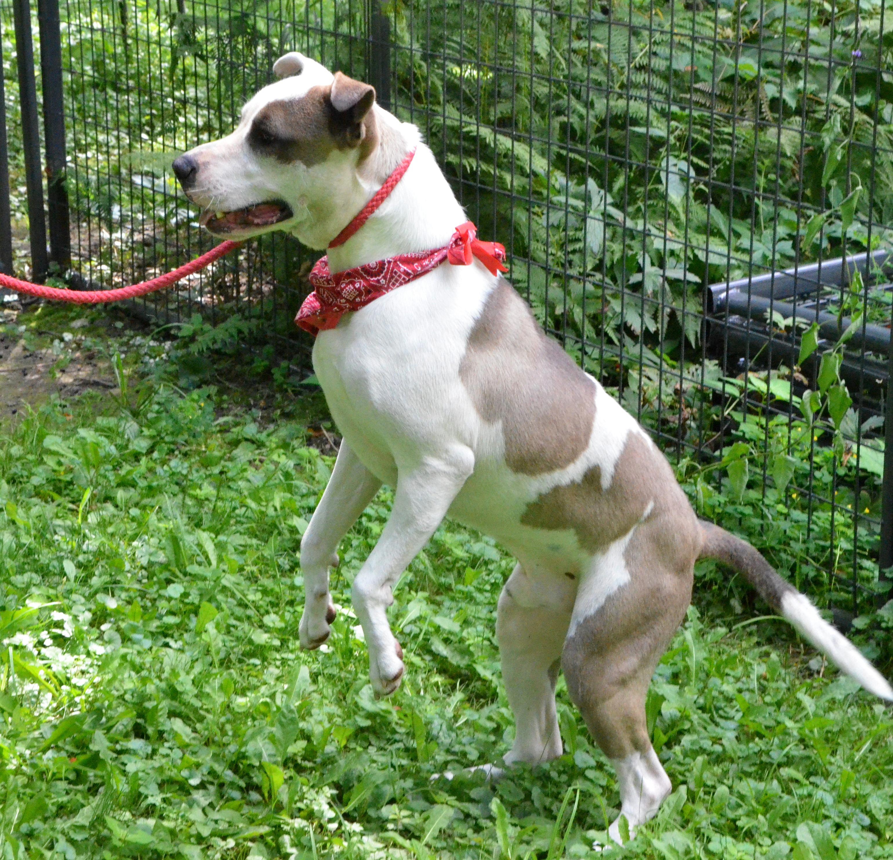 Enlarge Rico, a Adopted mixed breed in Columbus, WI image 4/6