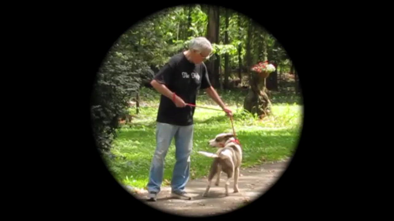 Enlarge Rico, a Adopted mixed breed in Columbus, WI video 6/6