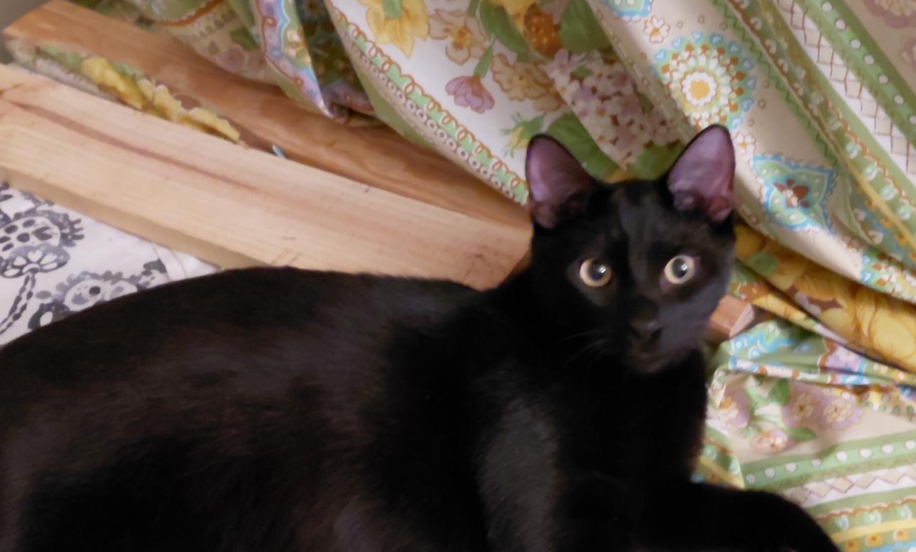 Enlarge Licorice, a Adoptable mixed breed in Petaluma, CA image 2/3